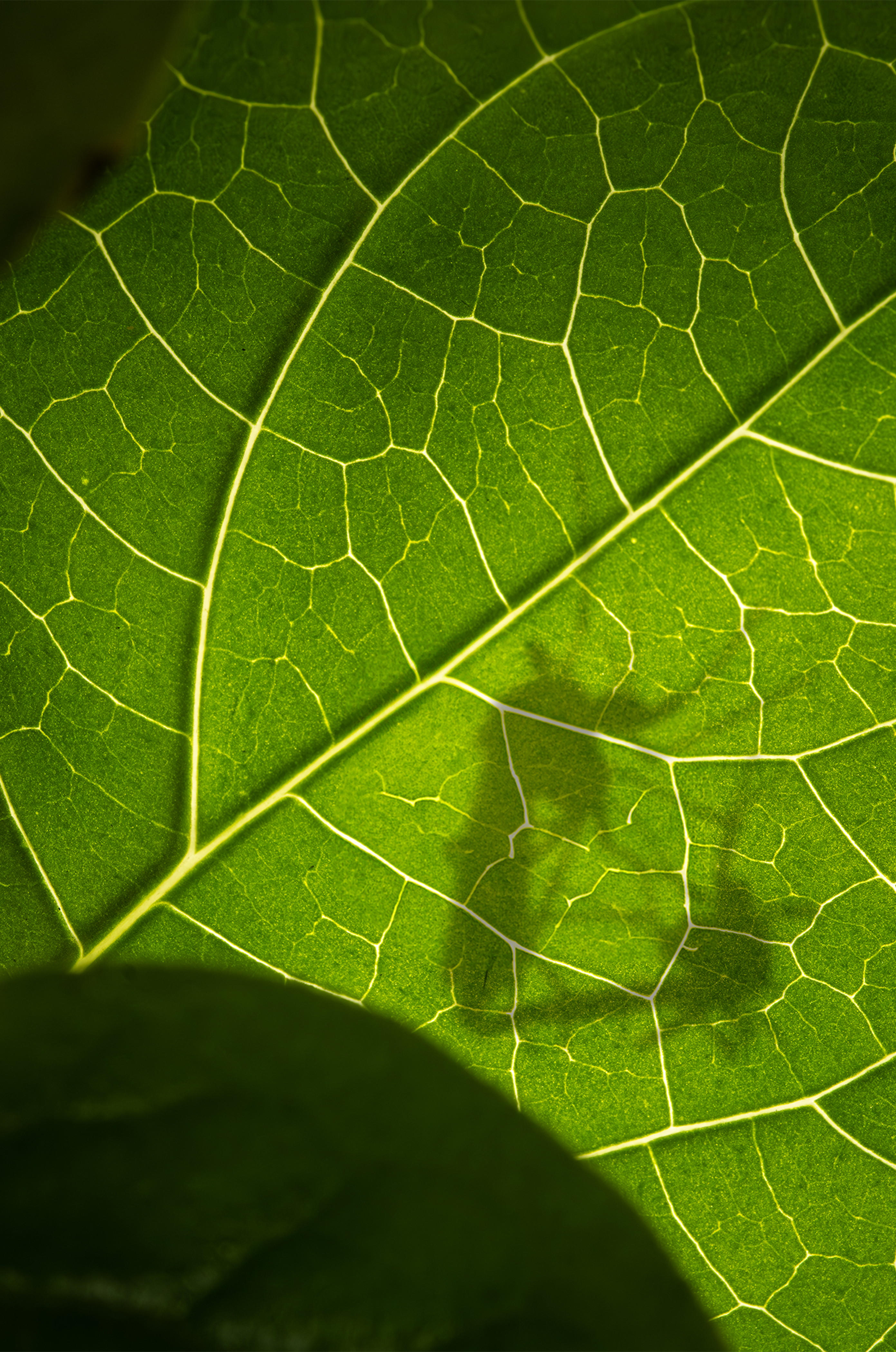 Pic of mosquito mating