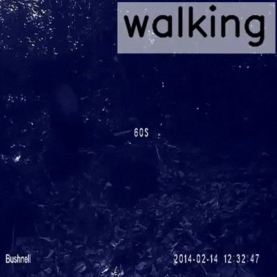 Gorilla example clip analyzed with FERAL