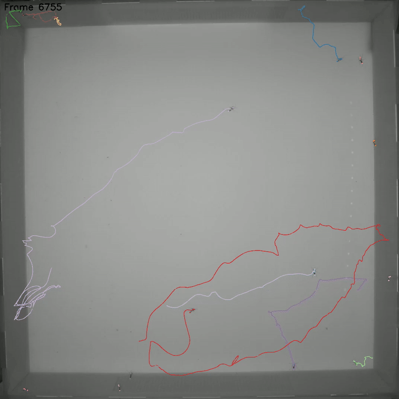 Example video from the HOSTel behavioural chamber