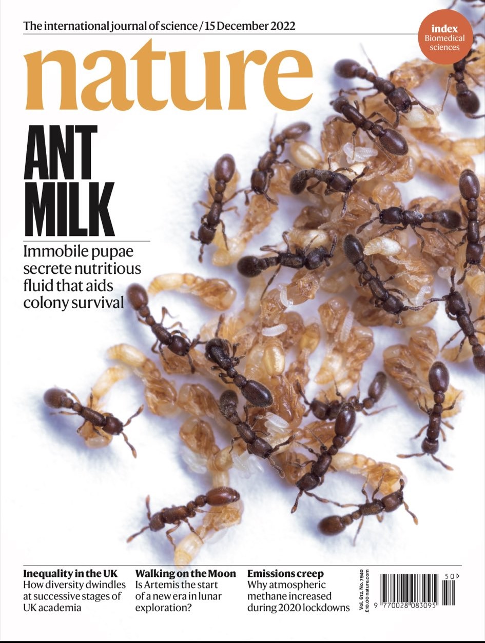 Microscopy of ant pupae