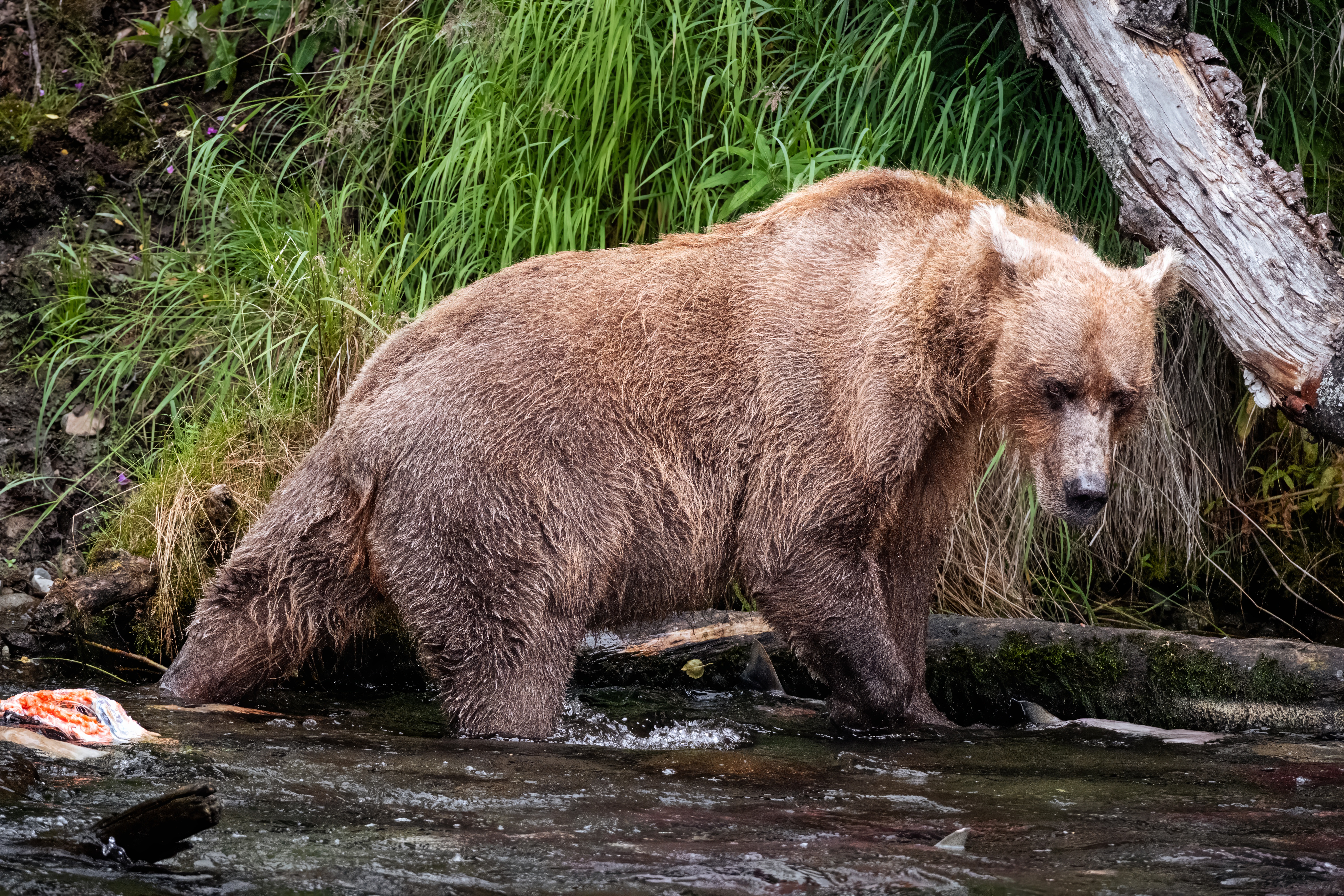 Brown bear in a stream, Brooks Falls