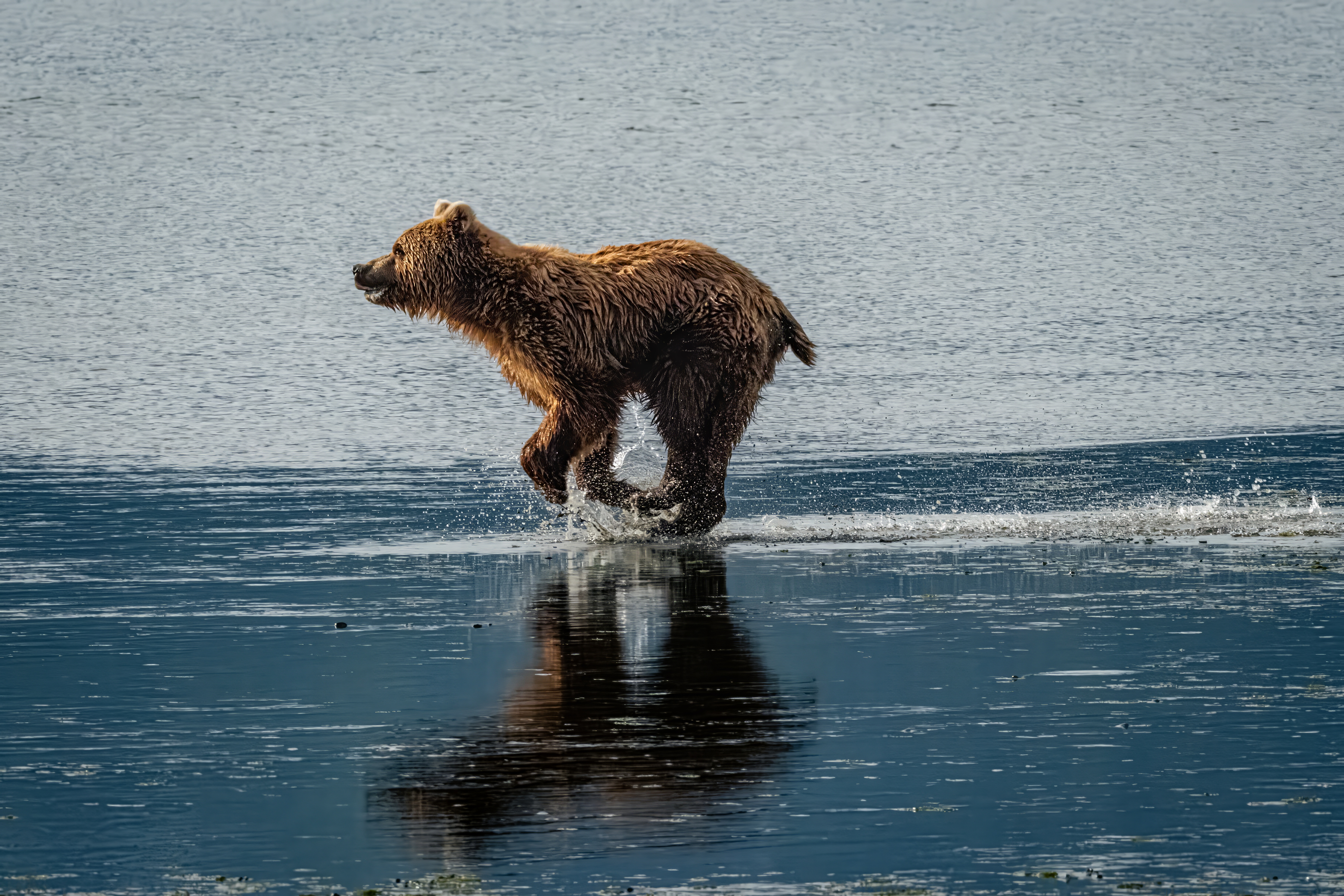 Brown bear cub running across water