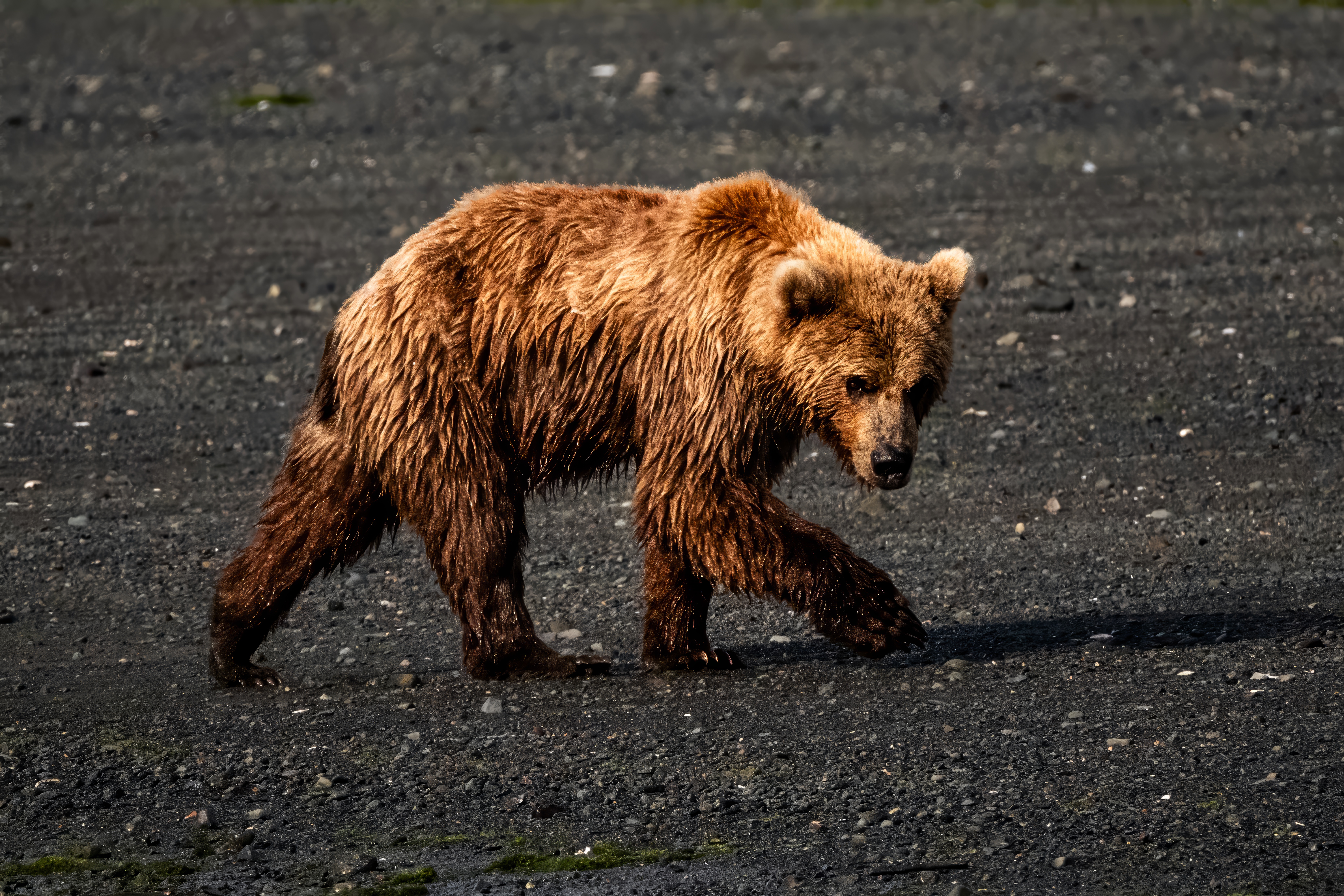 Bear cub walking on dark sand