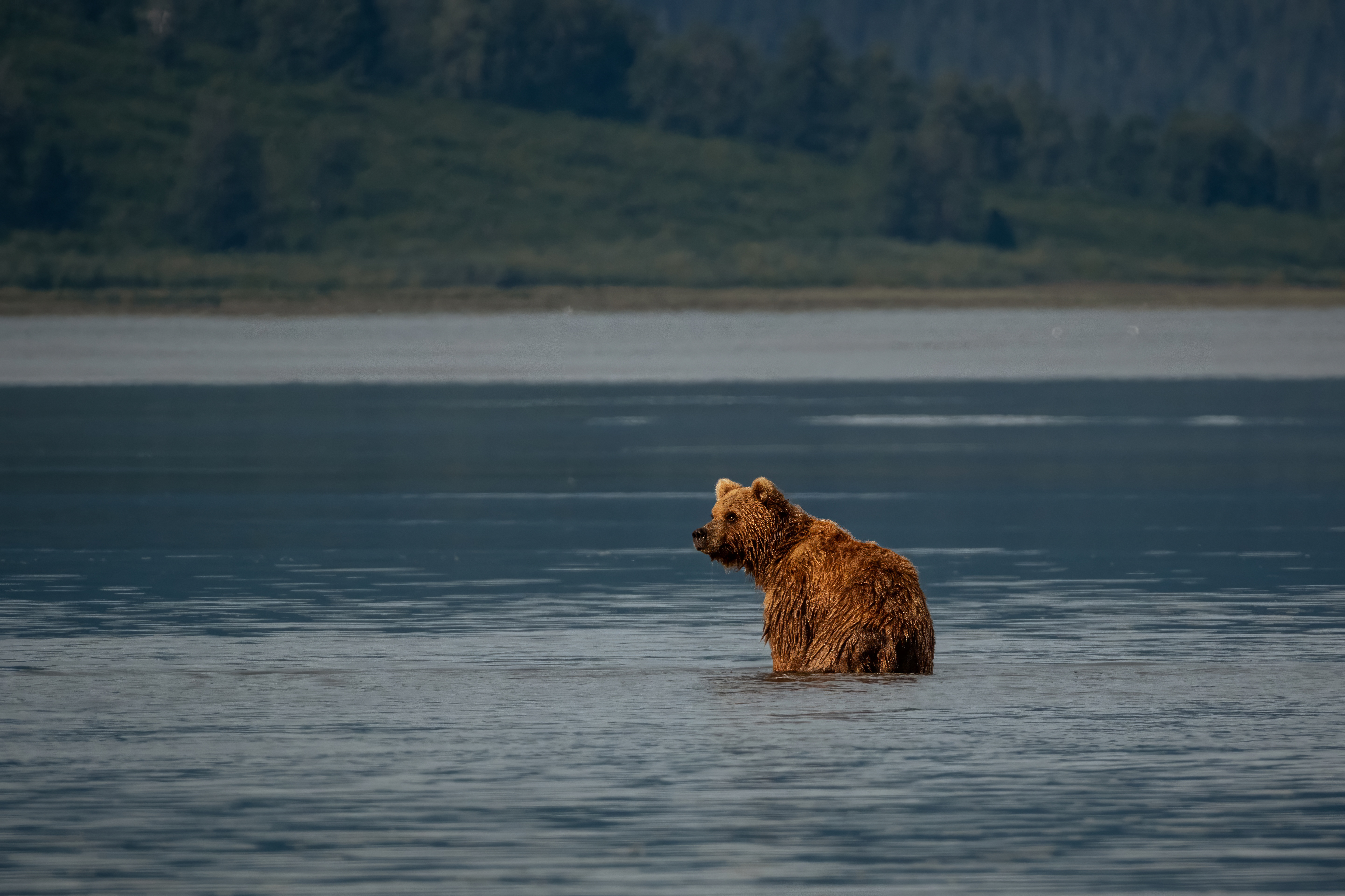Brown bear cub in lake, wide shot