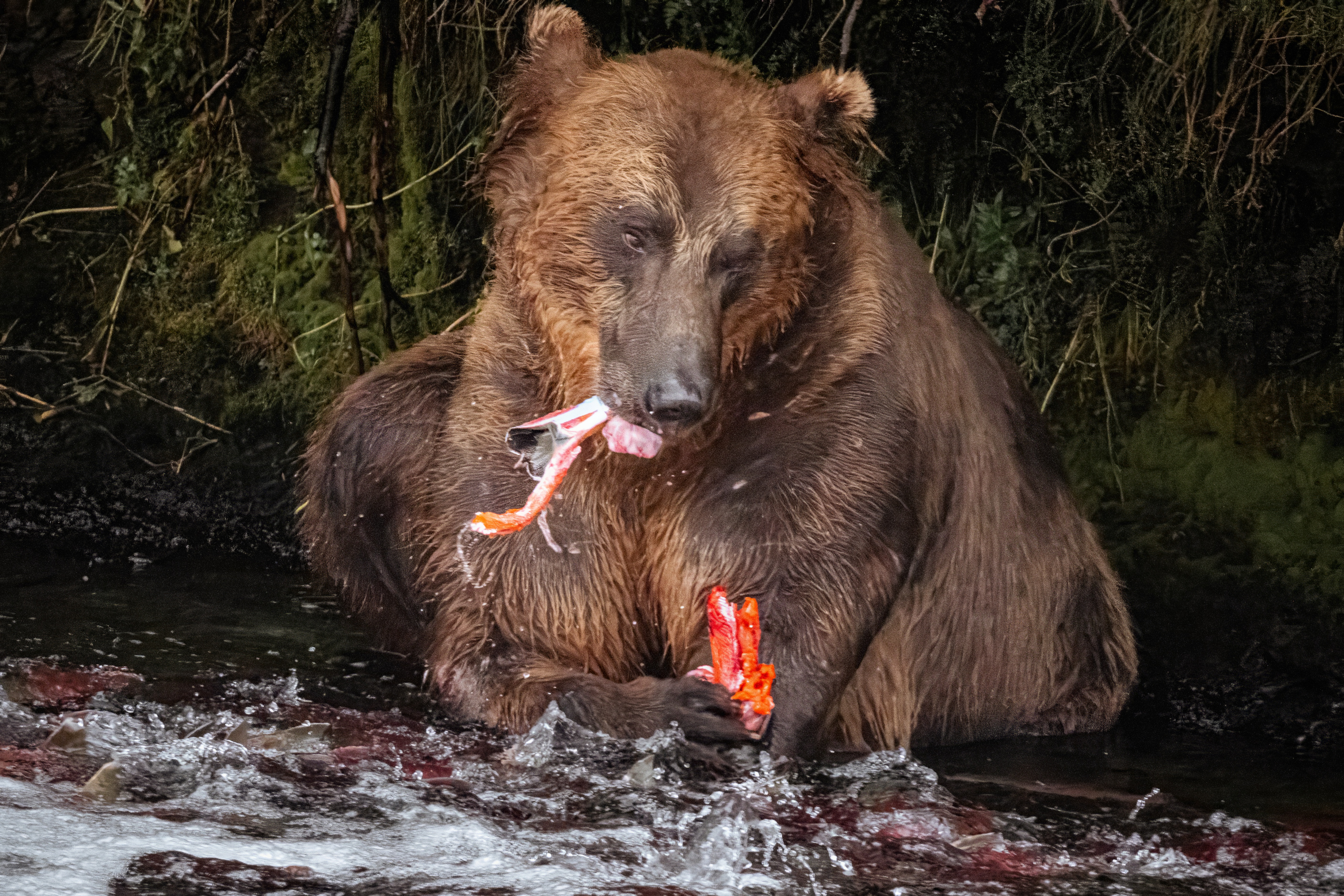Bear eating a salmon in a stream