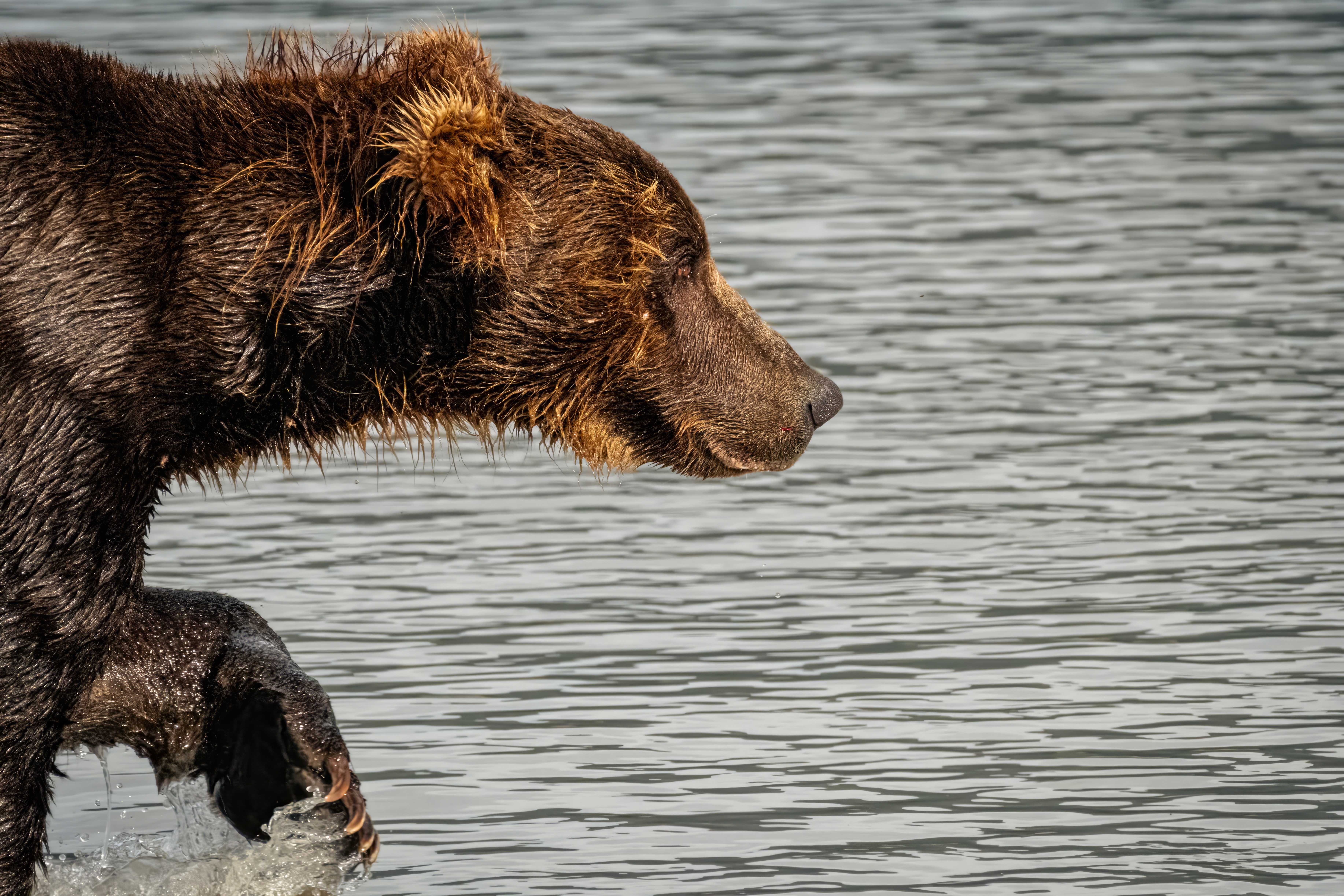 Brown bear profile in water