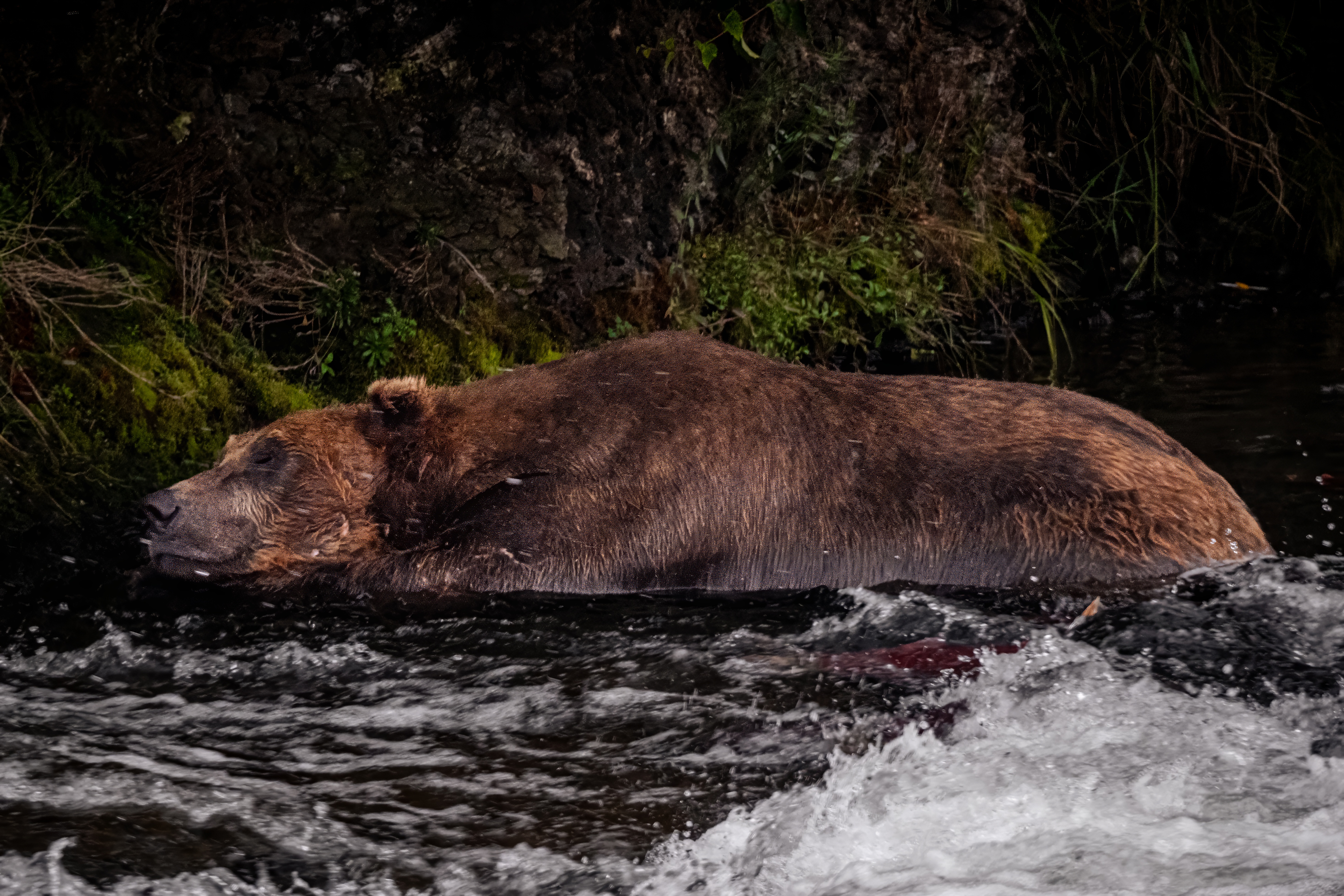 Bear resting in a stream