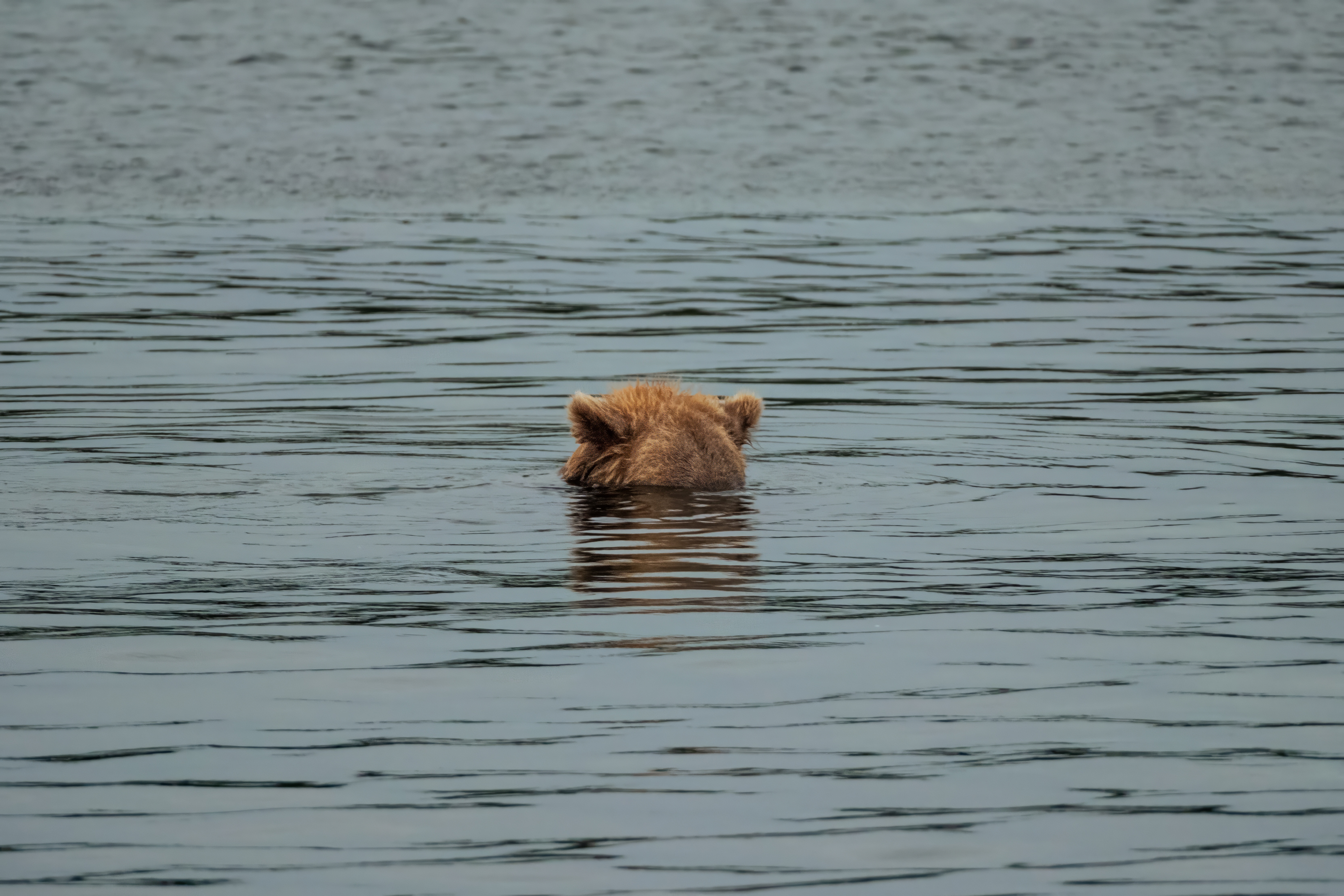 Bear with head submerged in water