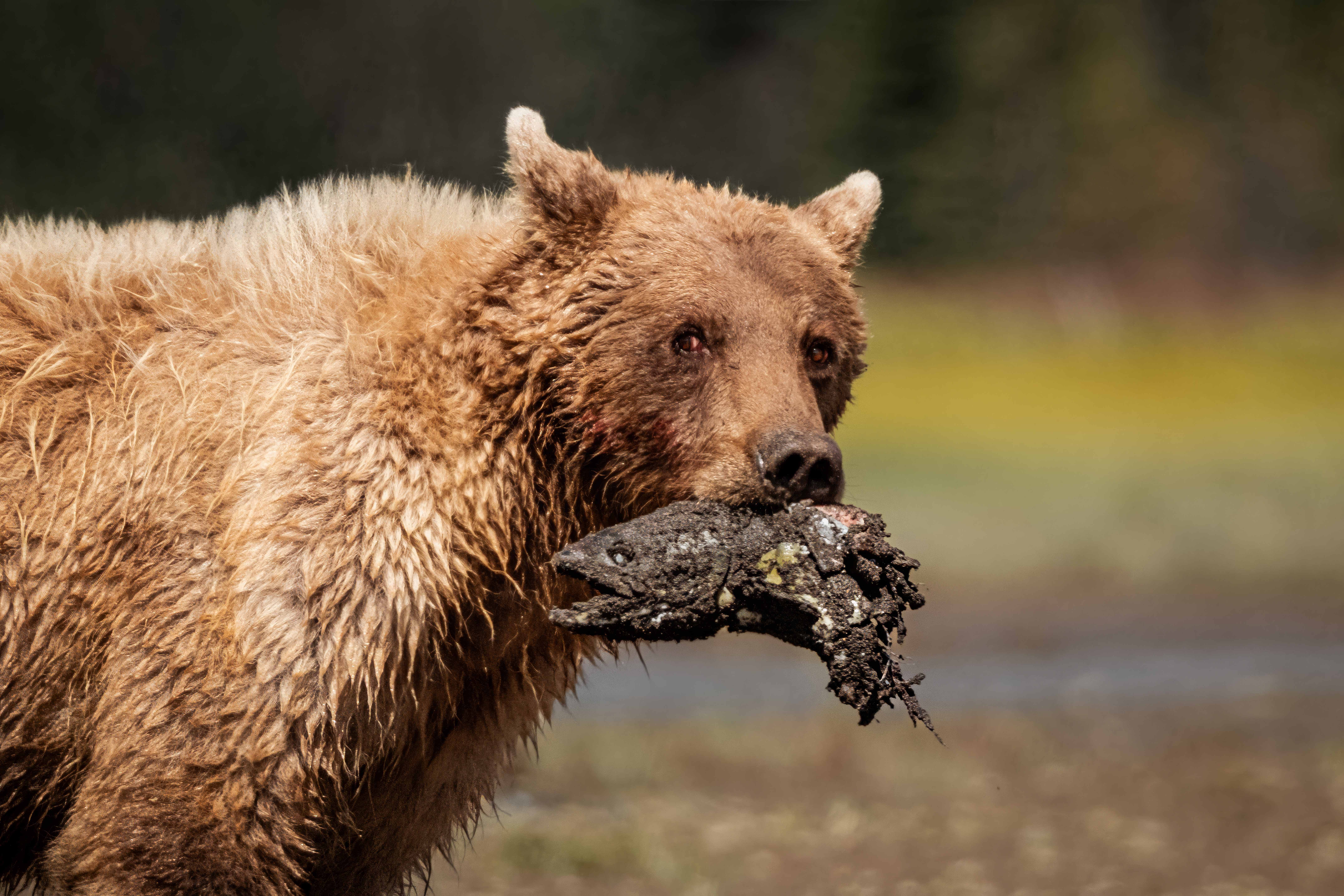 Brown bear holding a salmon in its jaws