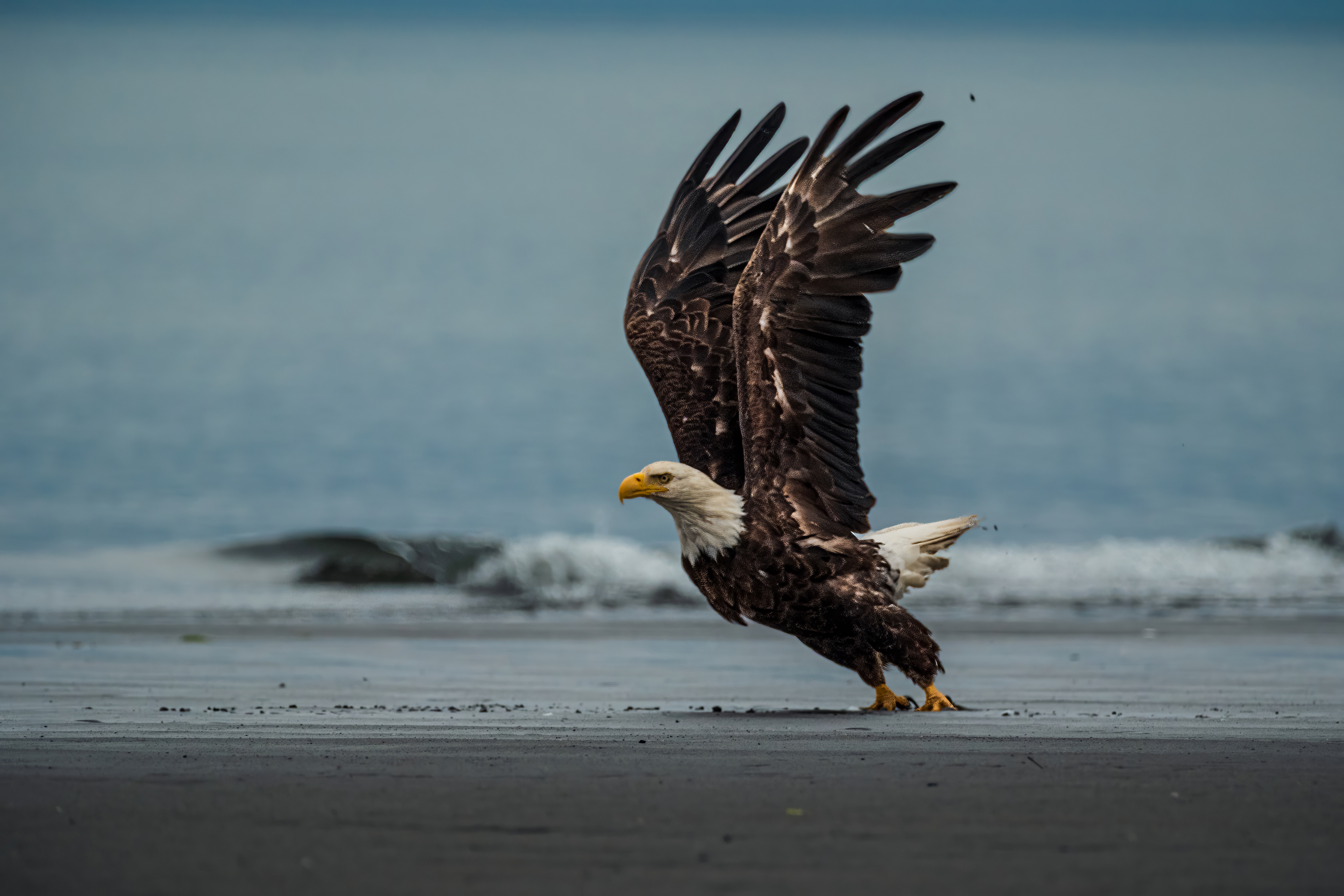 Bald eagle taking off from a beach