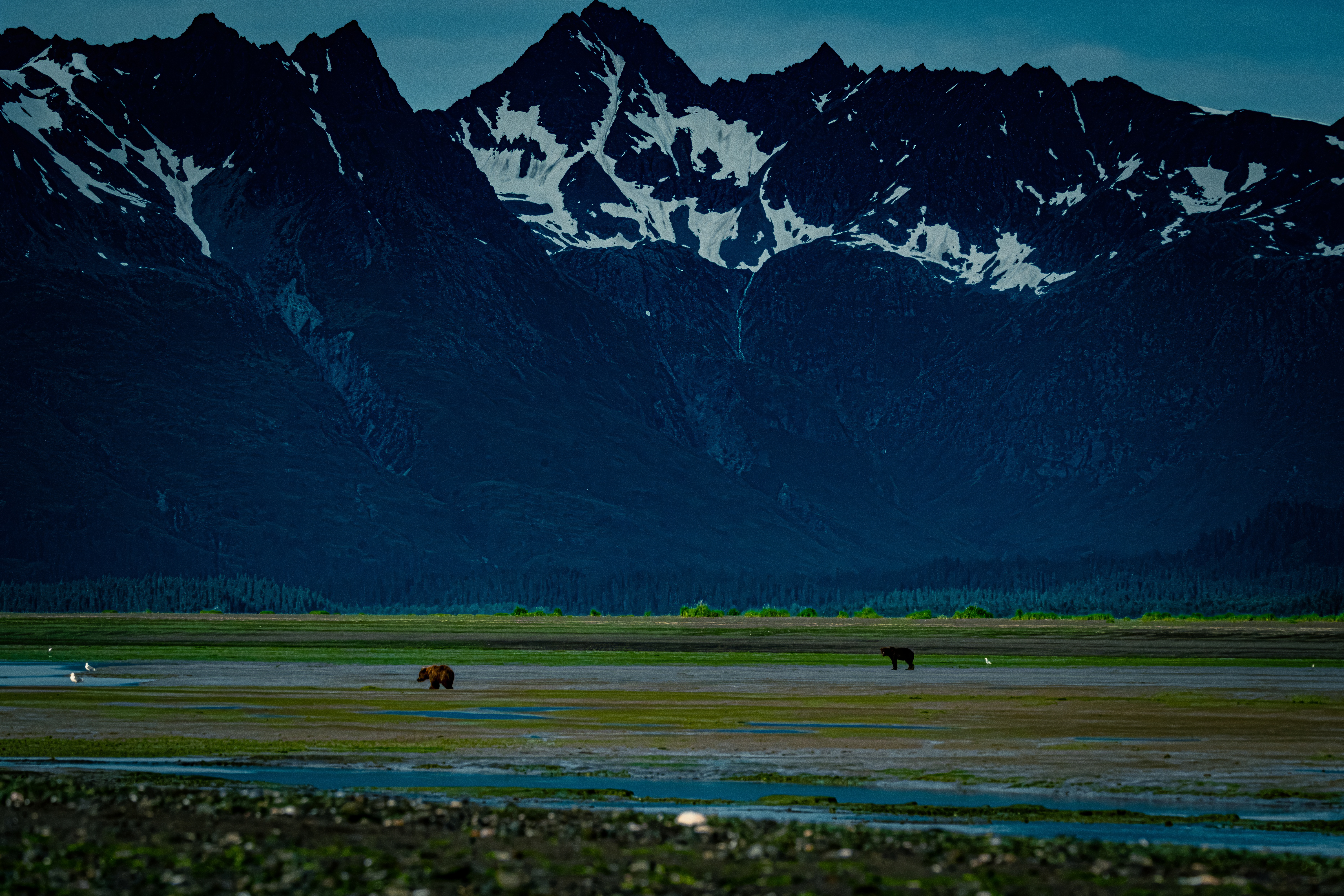 Two bears under snowy mountains