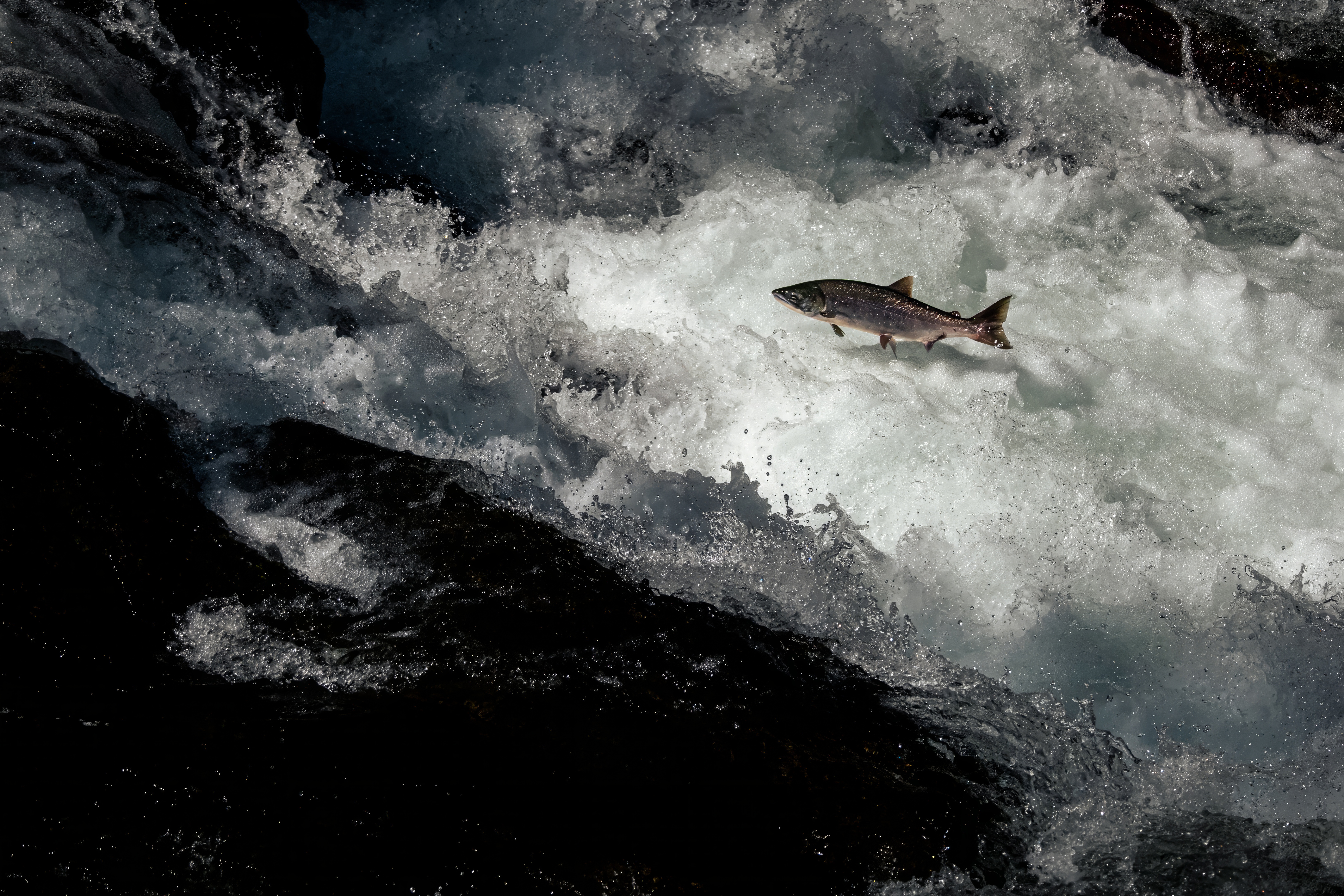 Salmon mid-jump in a waterfall