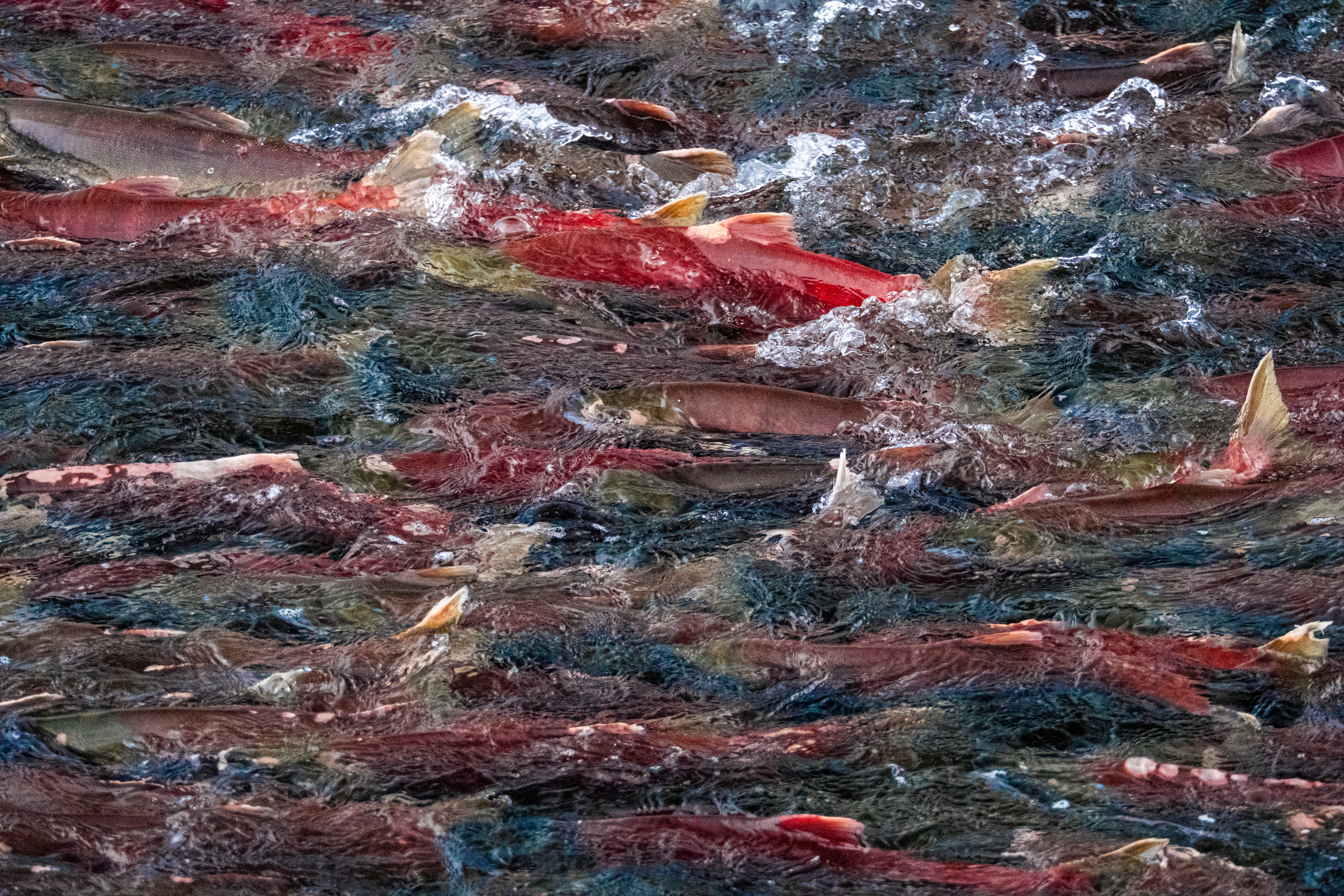 Sockeye salmon school spawning, red