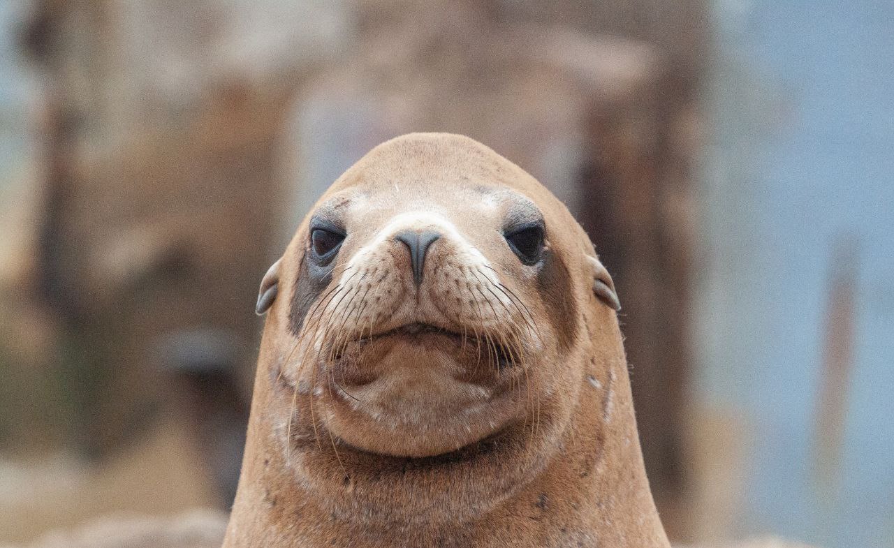 California coast and wildlife