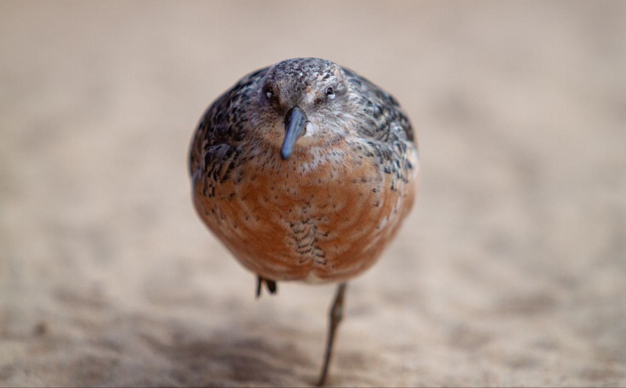 California coast and wildlife