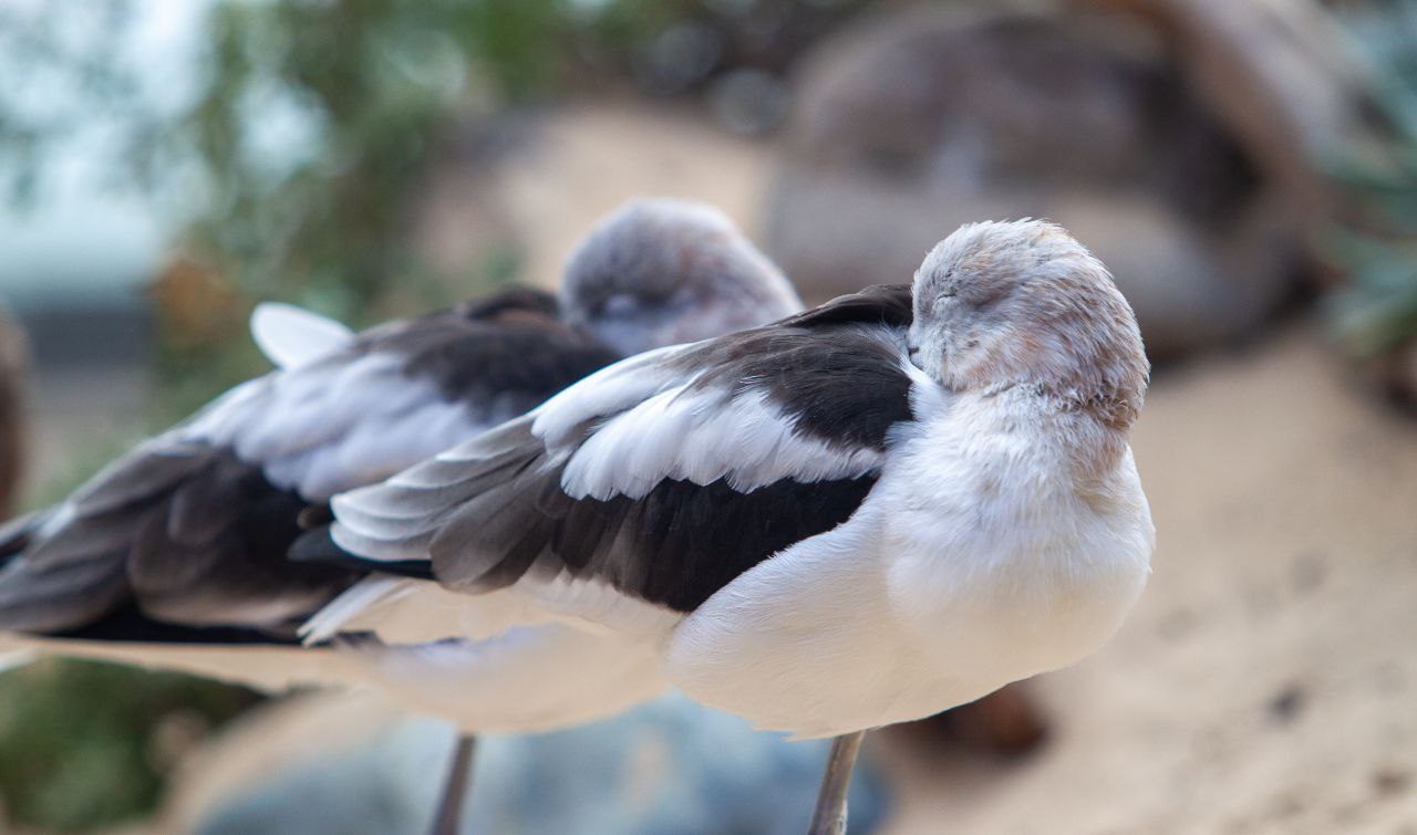 California coast and wildlife
