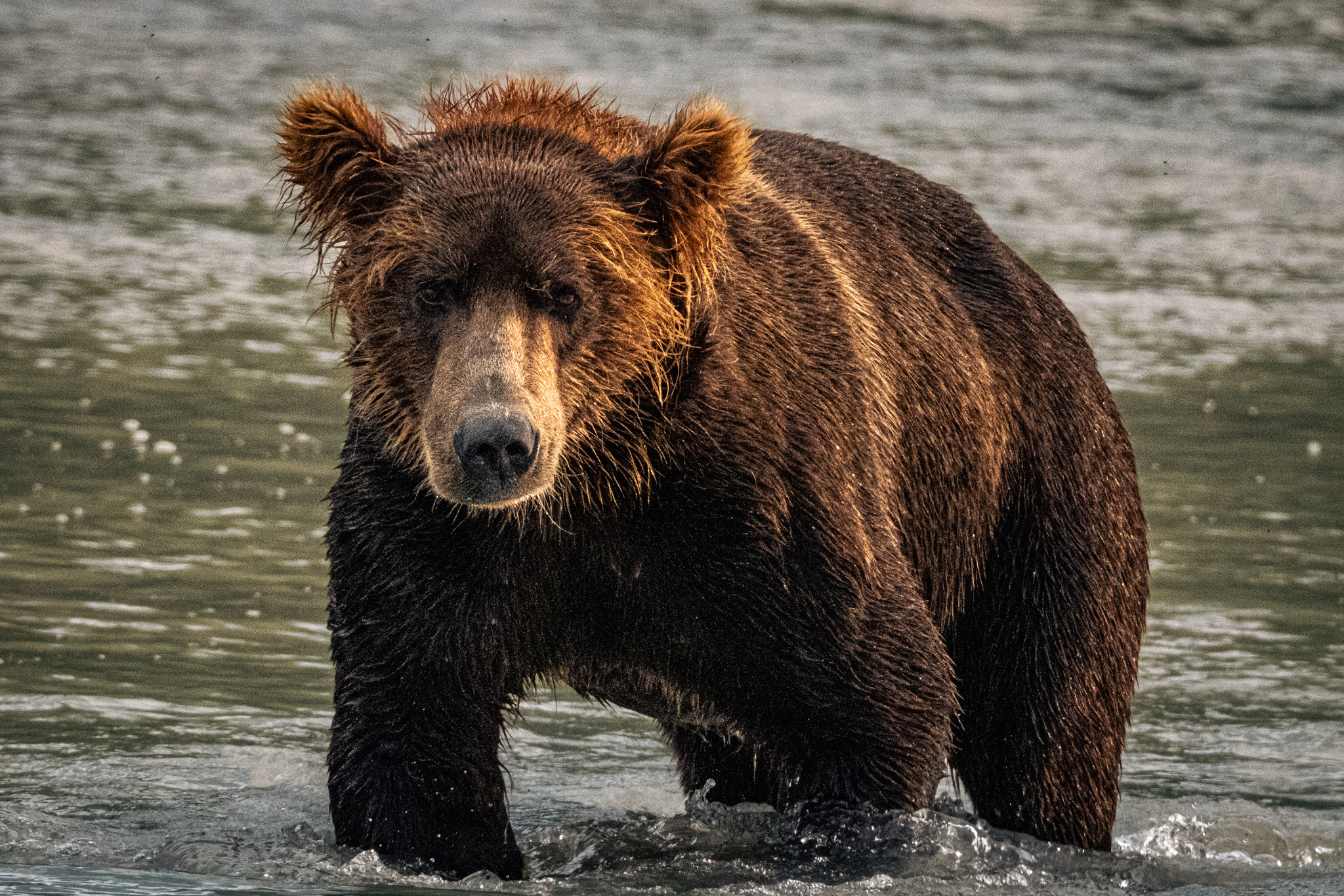 Coastal brown bear walking along tidal flats at low tide