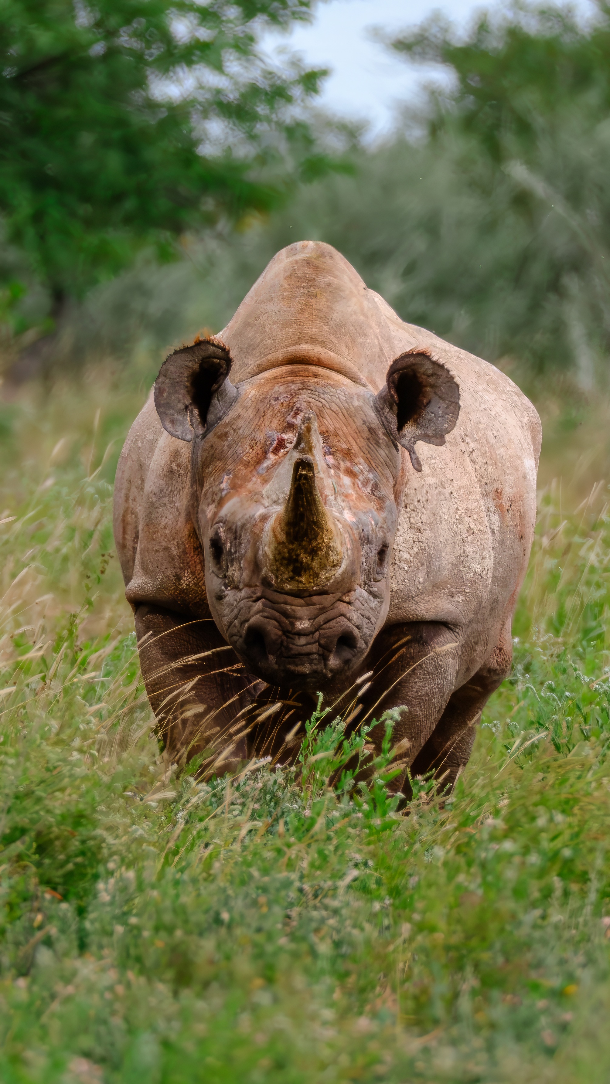 Black rhinoceros, frontal portrait