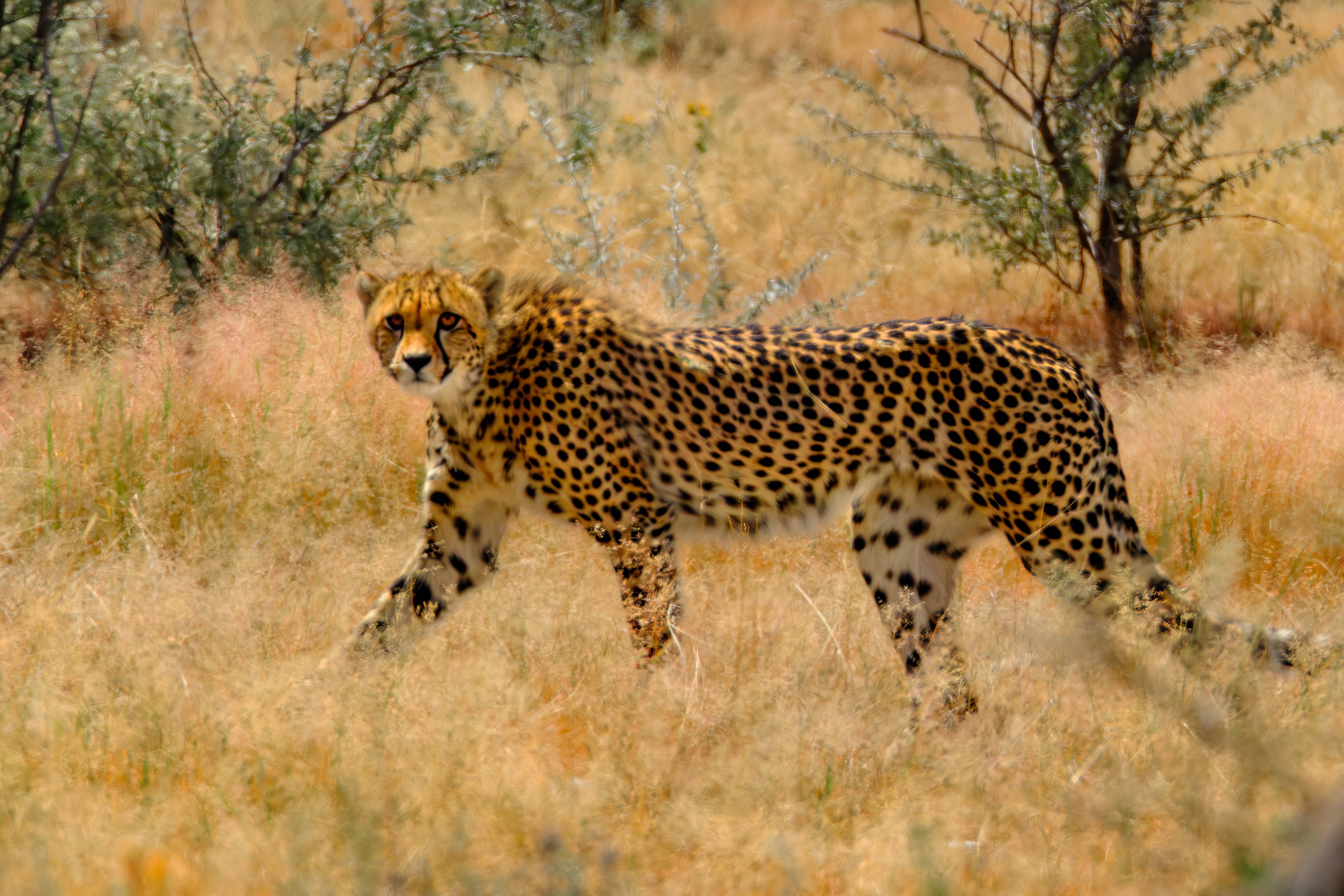 Cheetah in tall grass