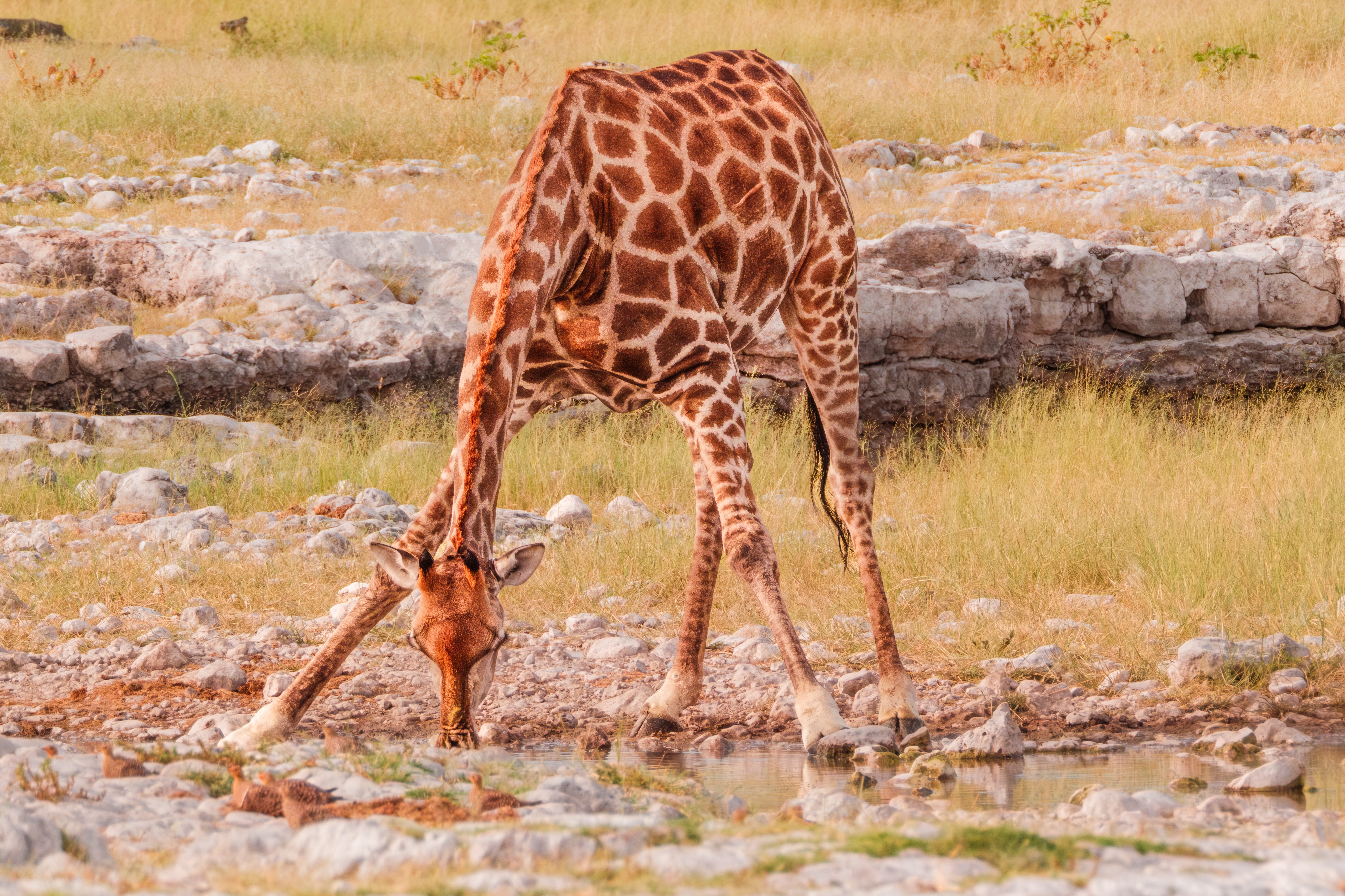 Giraffe bending to drink at a waterhole