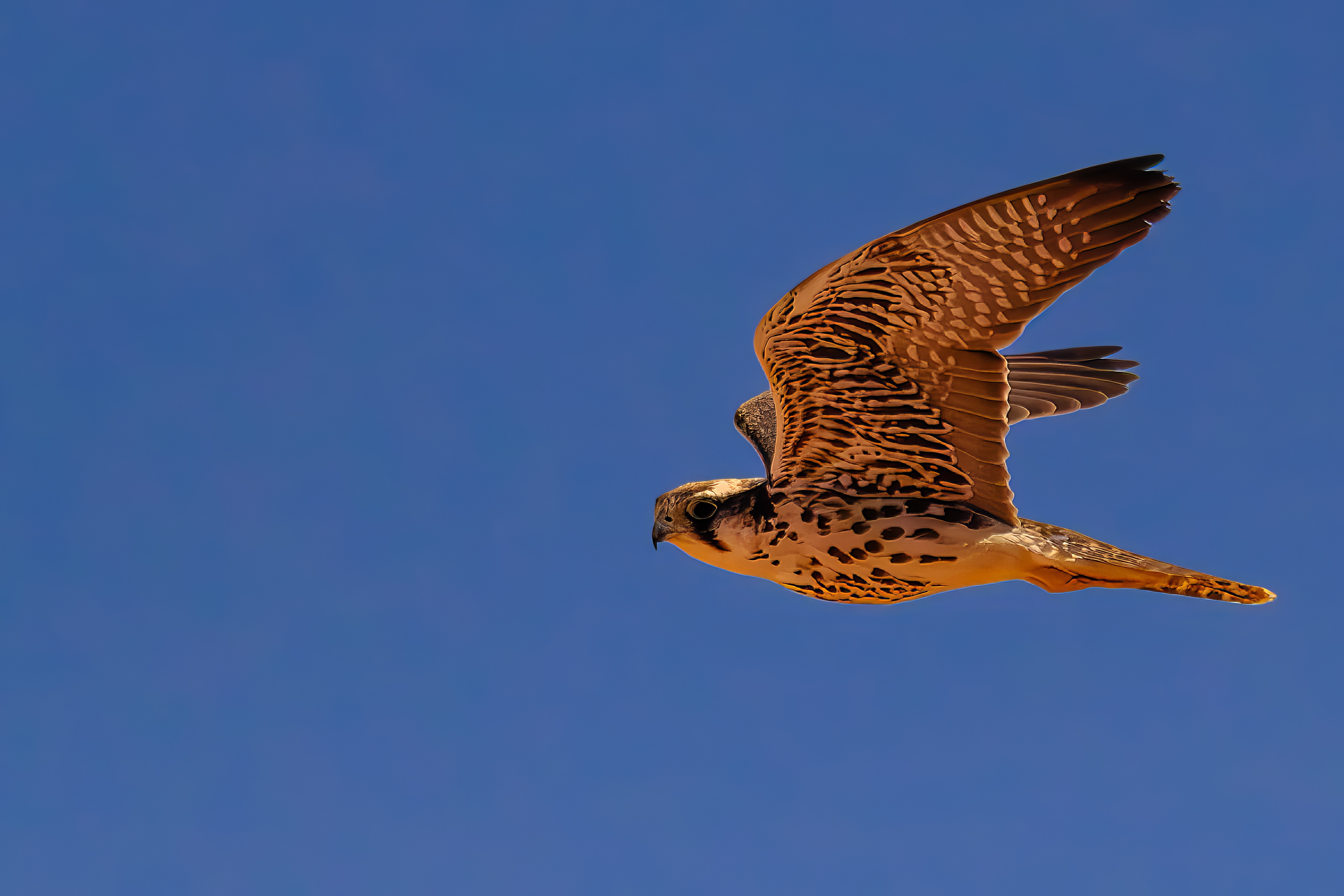 Lanner falcon in flight against blue sky