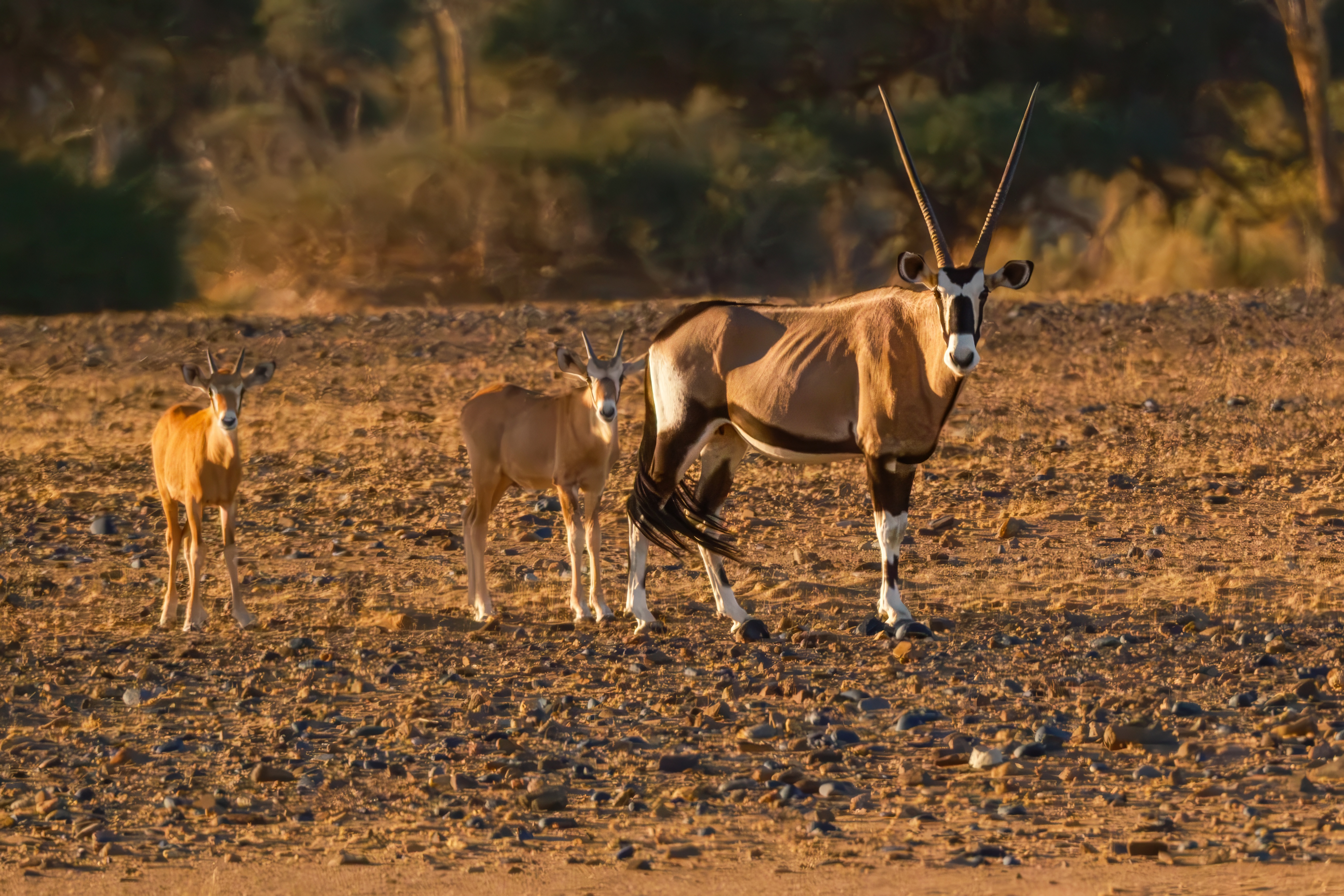 Oryx with two young in golden light
