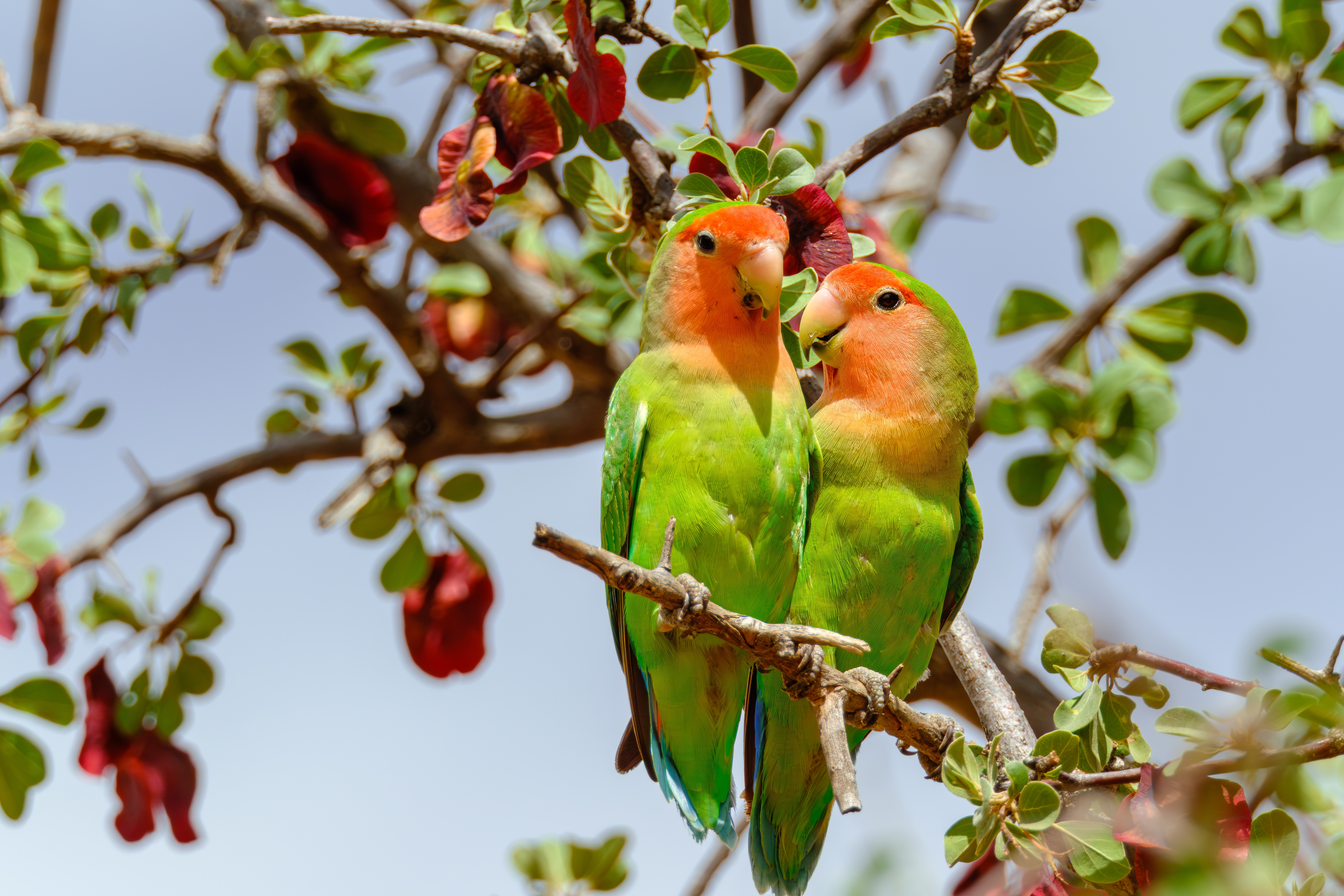 A pair of rosy-faced lovebirds