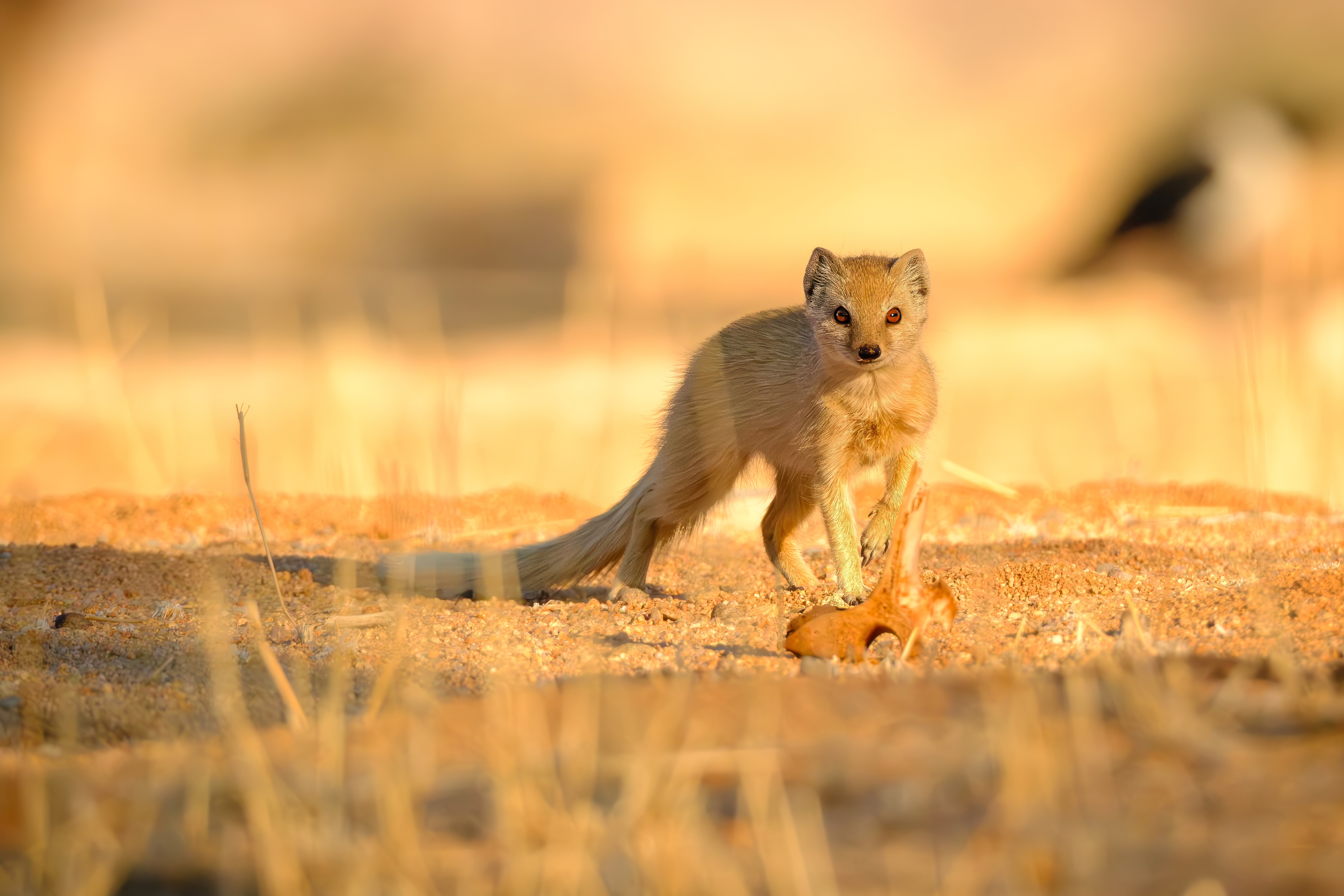 Yellow mongoose with bone in golden light