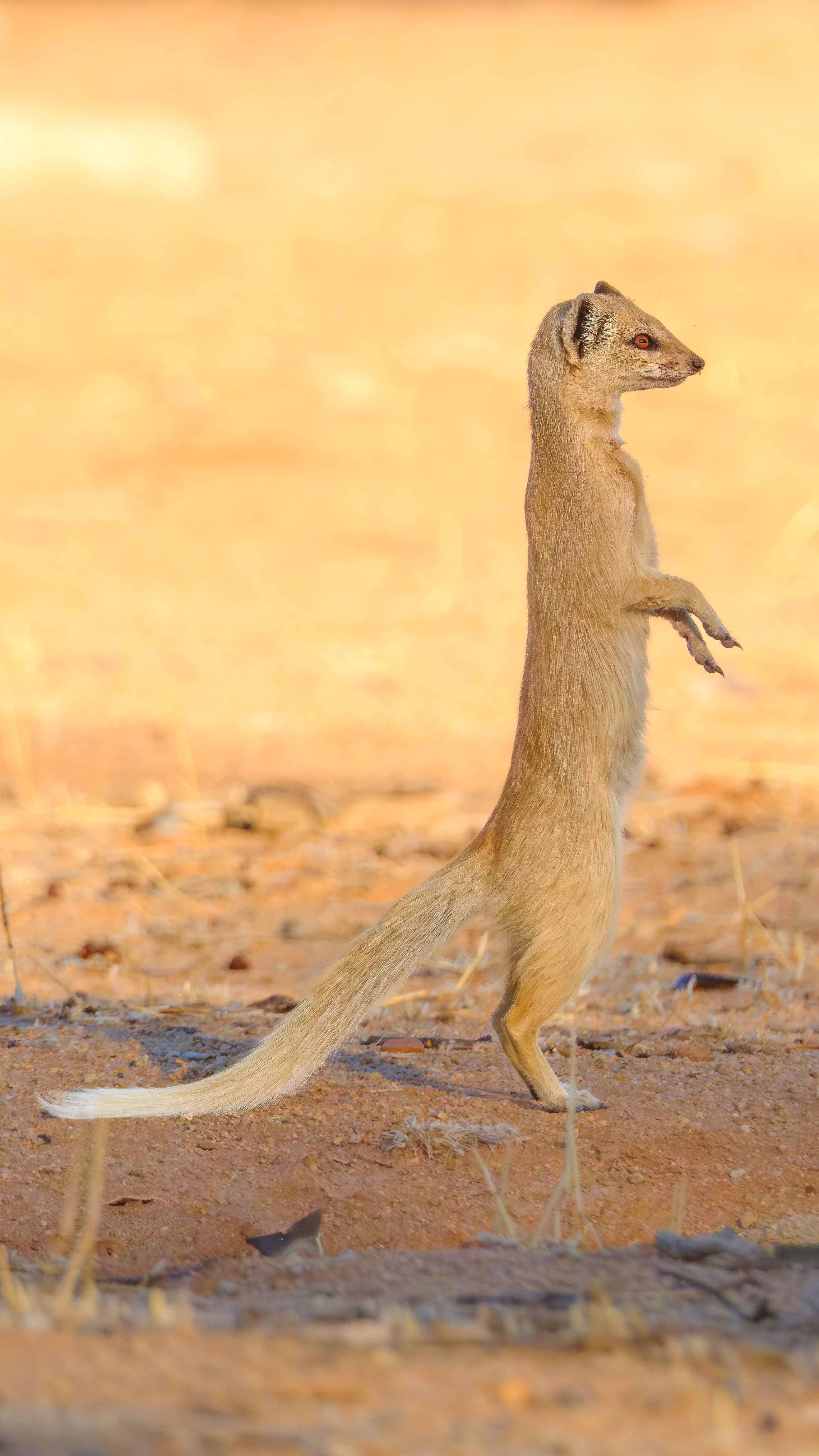 Yellow mongoose standing tall on hind legs
