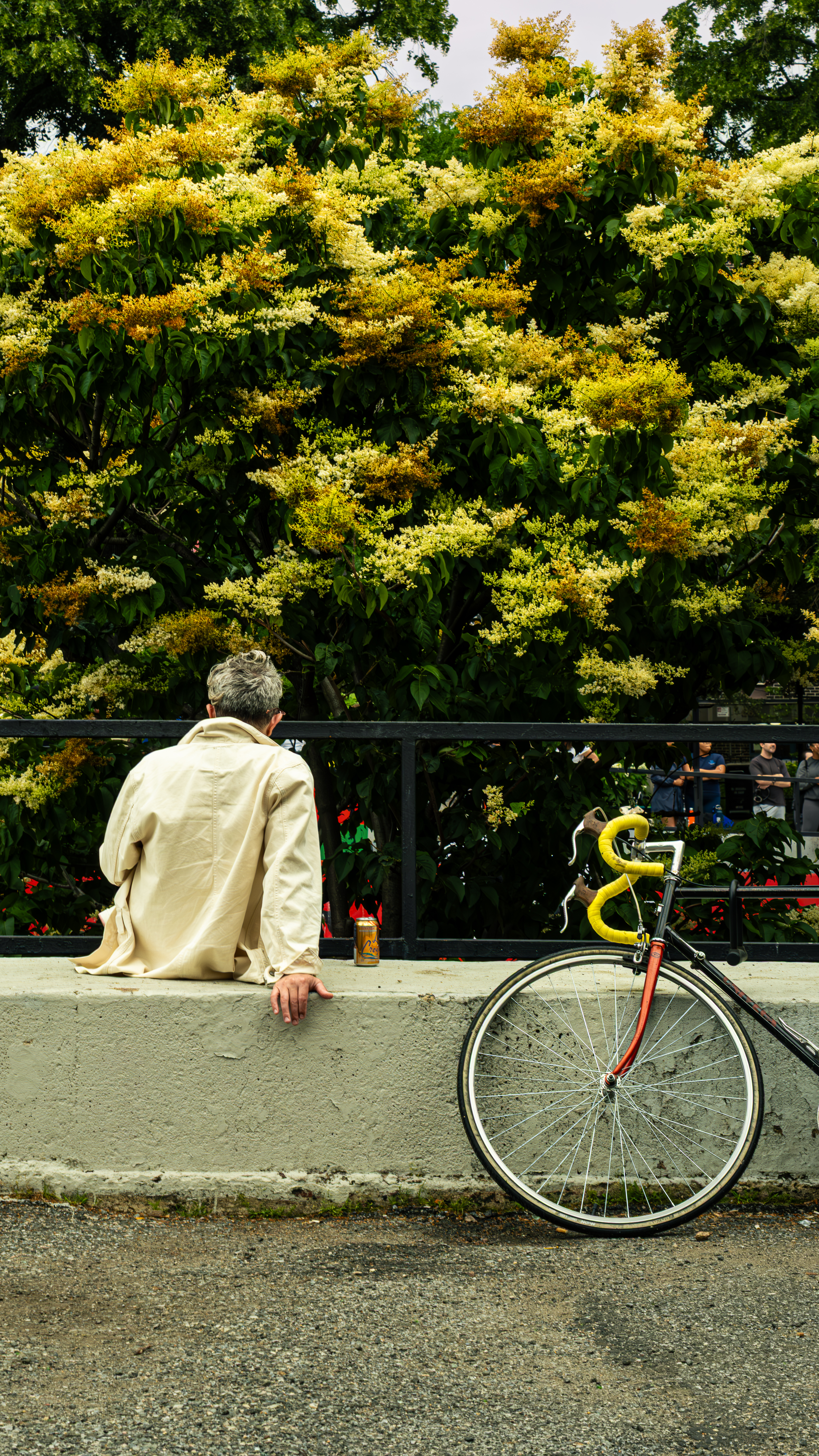 Man with bicycle by a flowering bush
