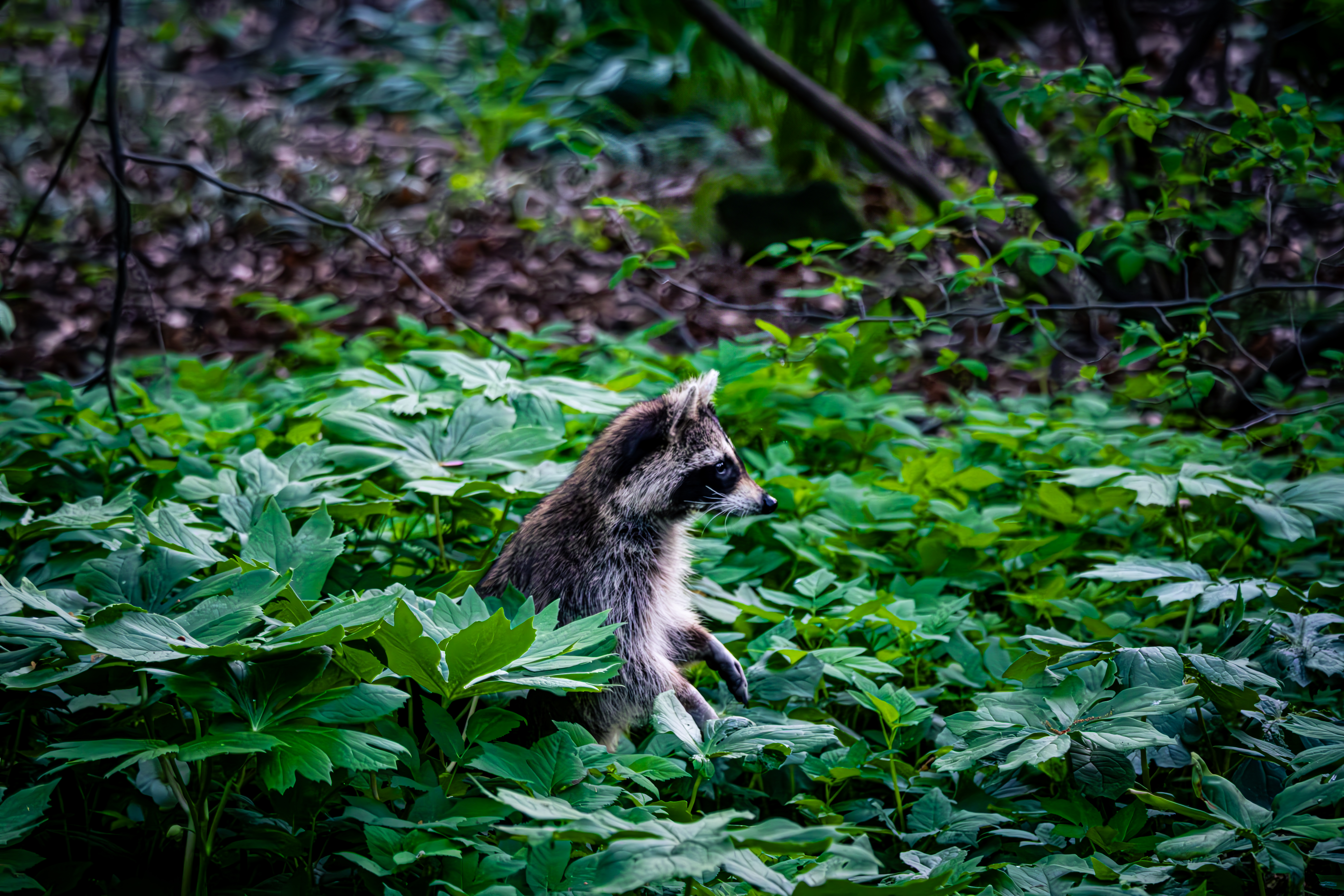 Raccoons in New York