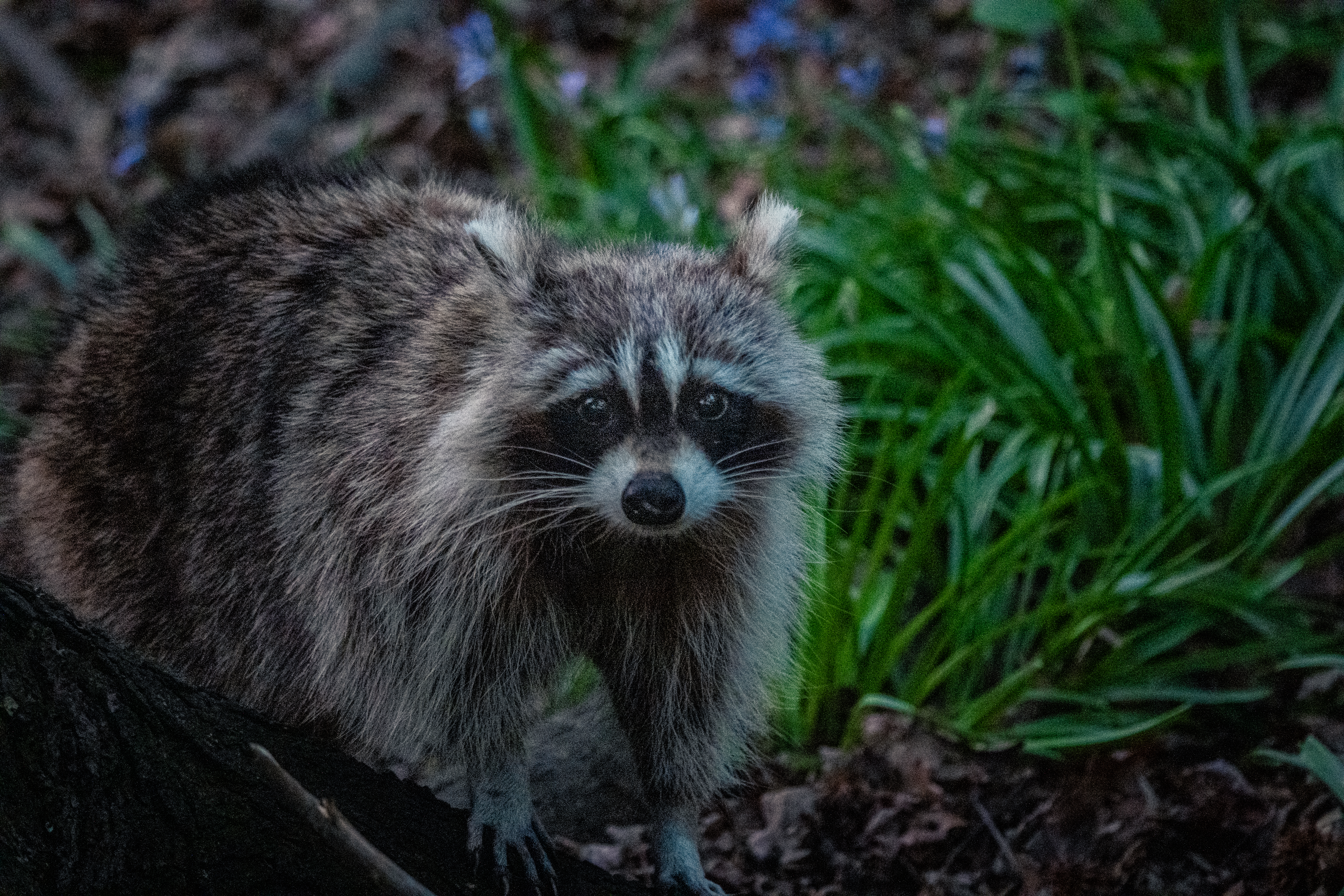 Raccoons in New York