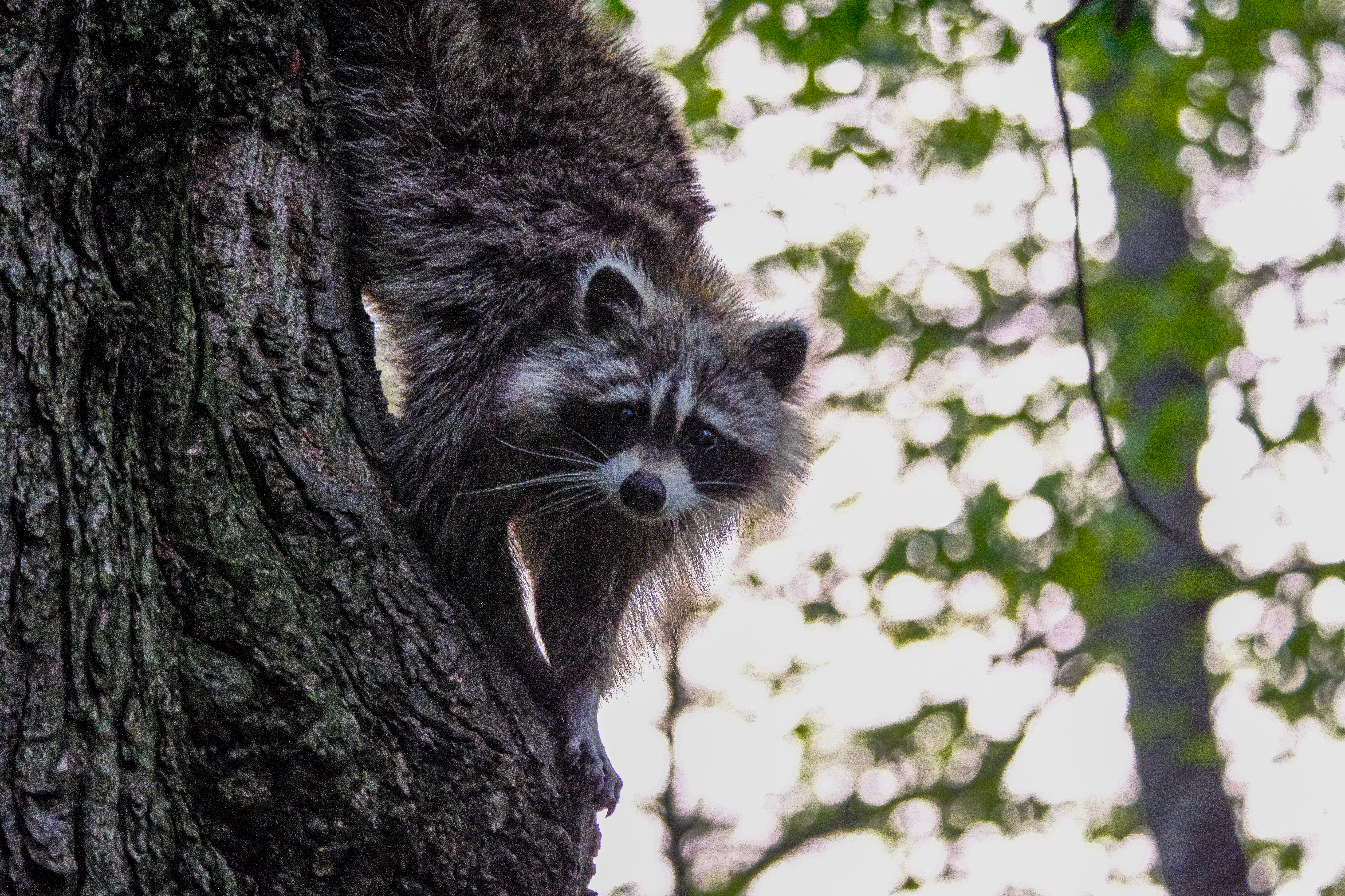 Raccoons in New York