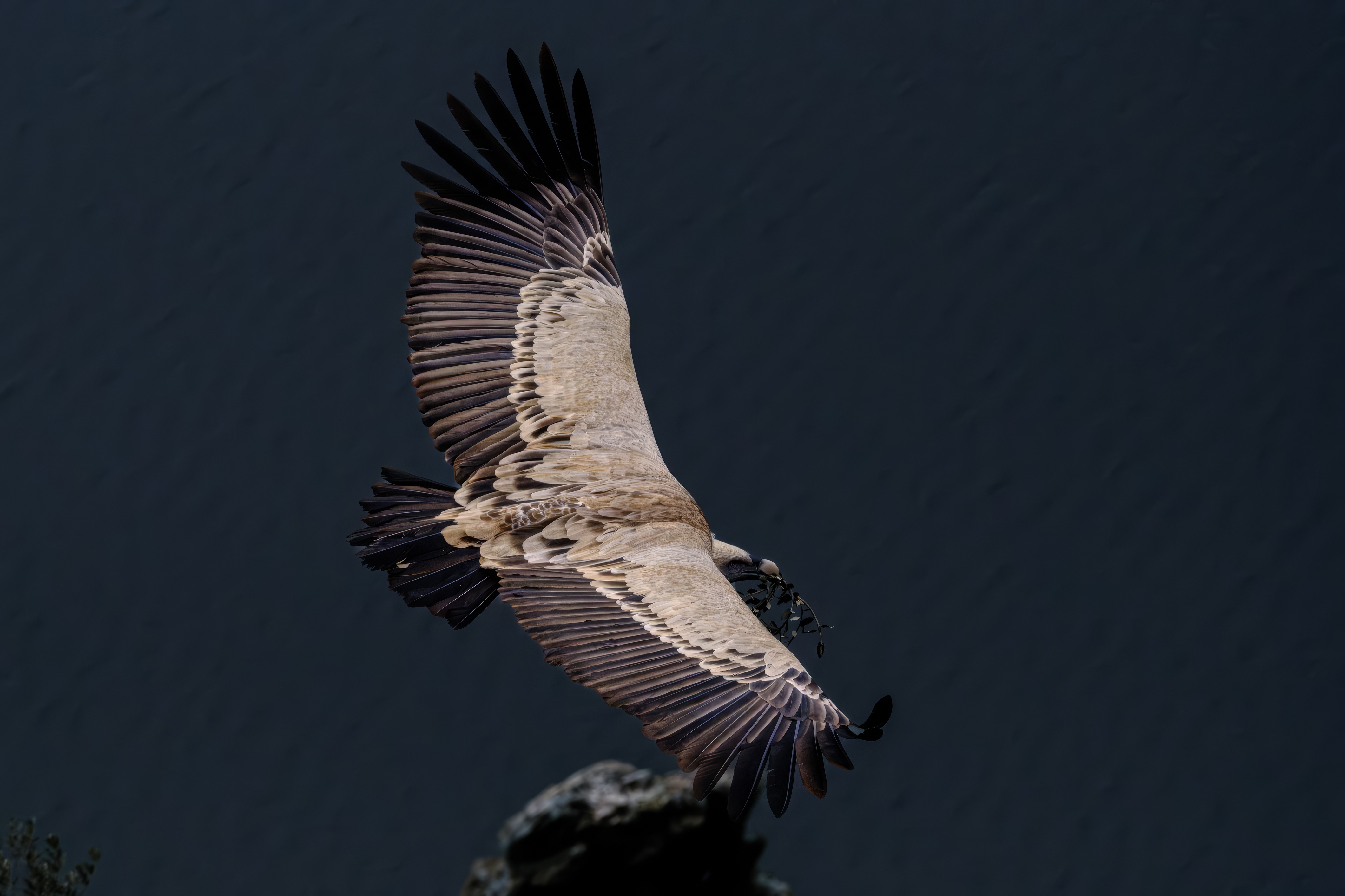 Griffon vulture in flight, wings spread