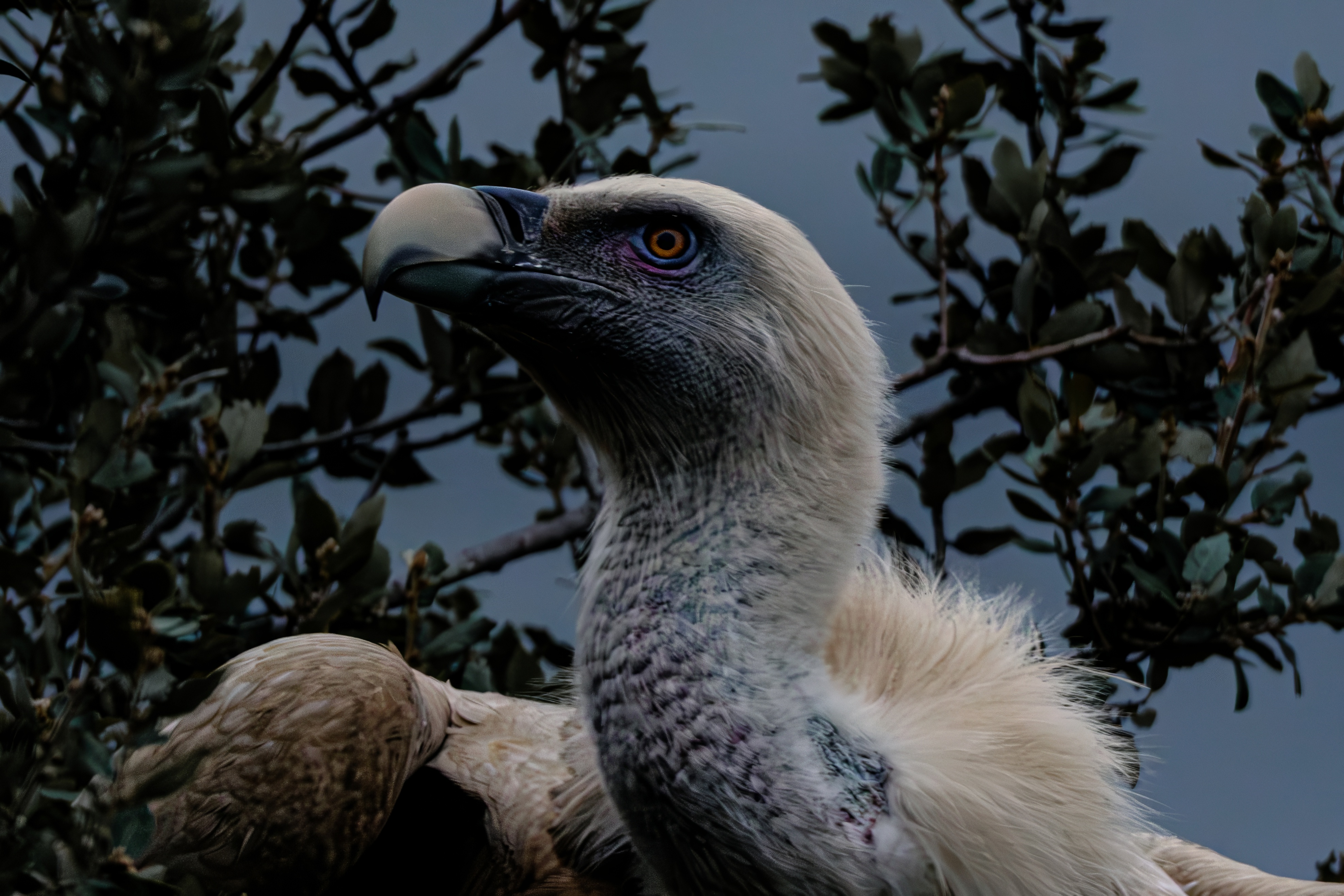 Griffon vulture portrait among oak leaves
