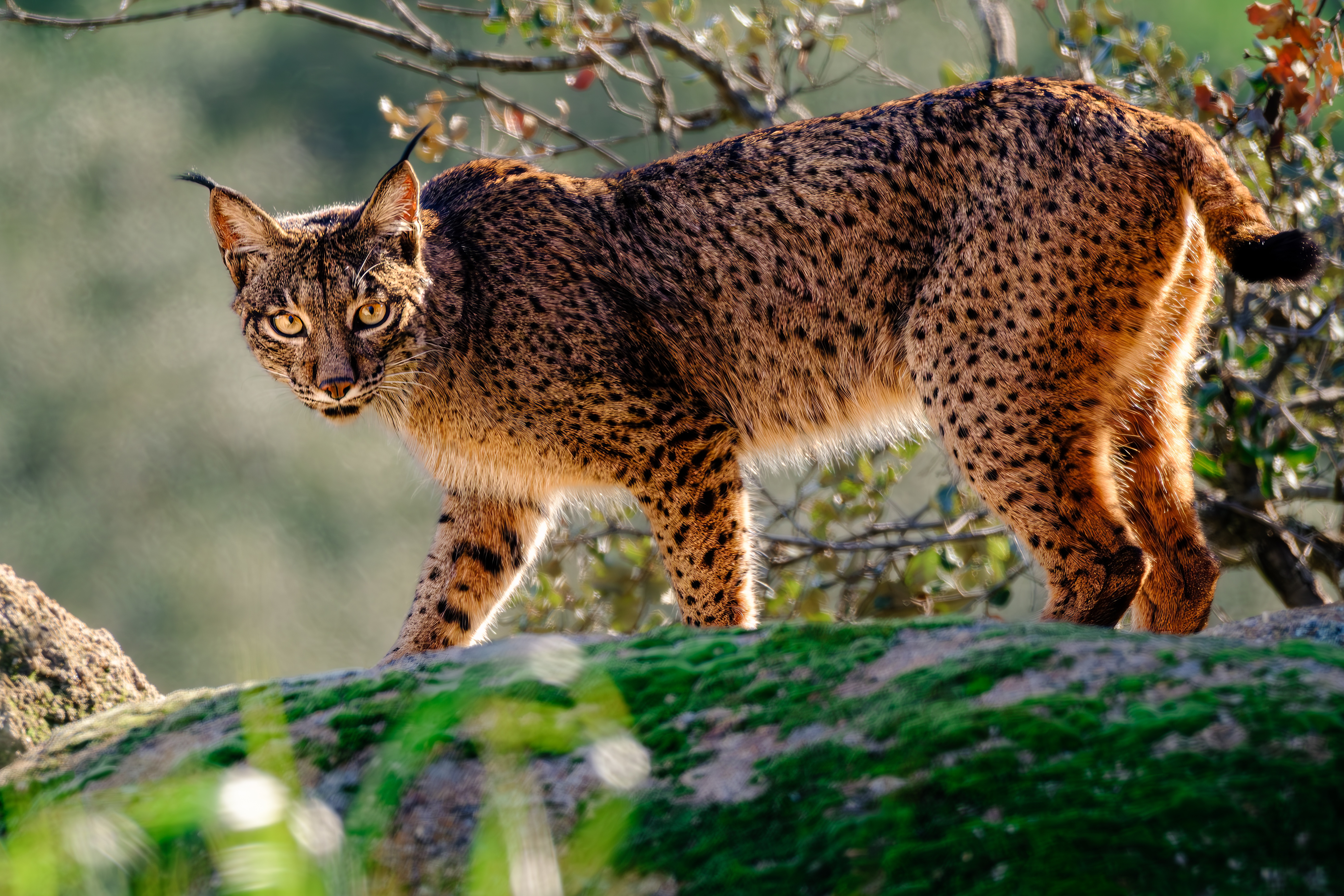 Iberian lynx in full body, golden light