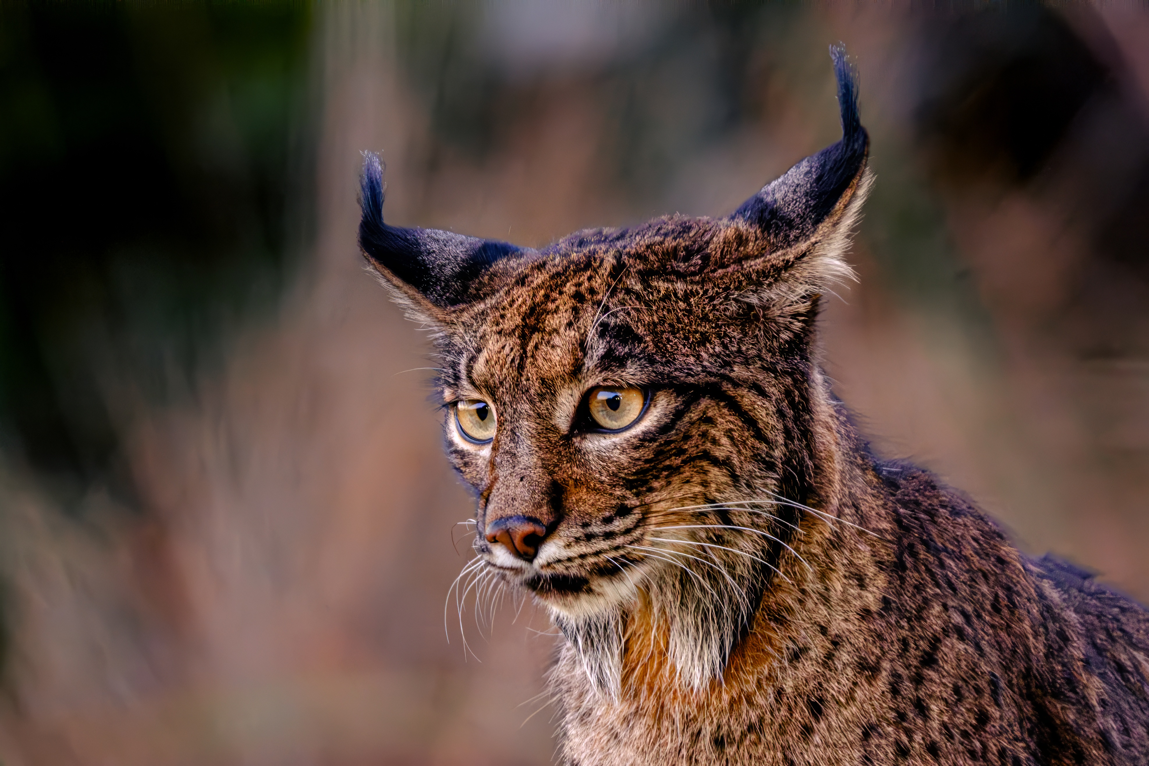 Iberian lynx, close-up portrait