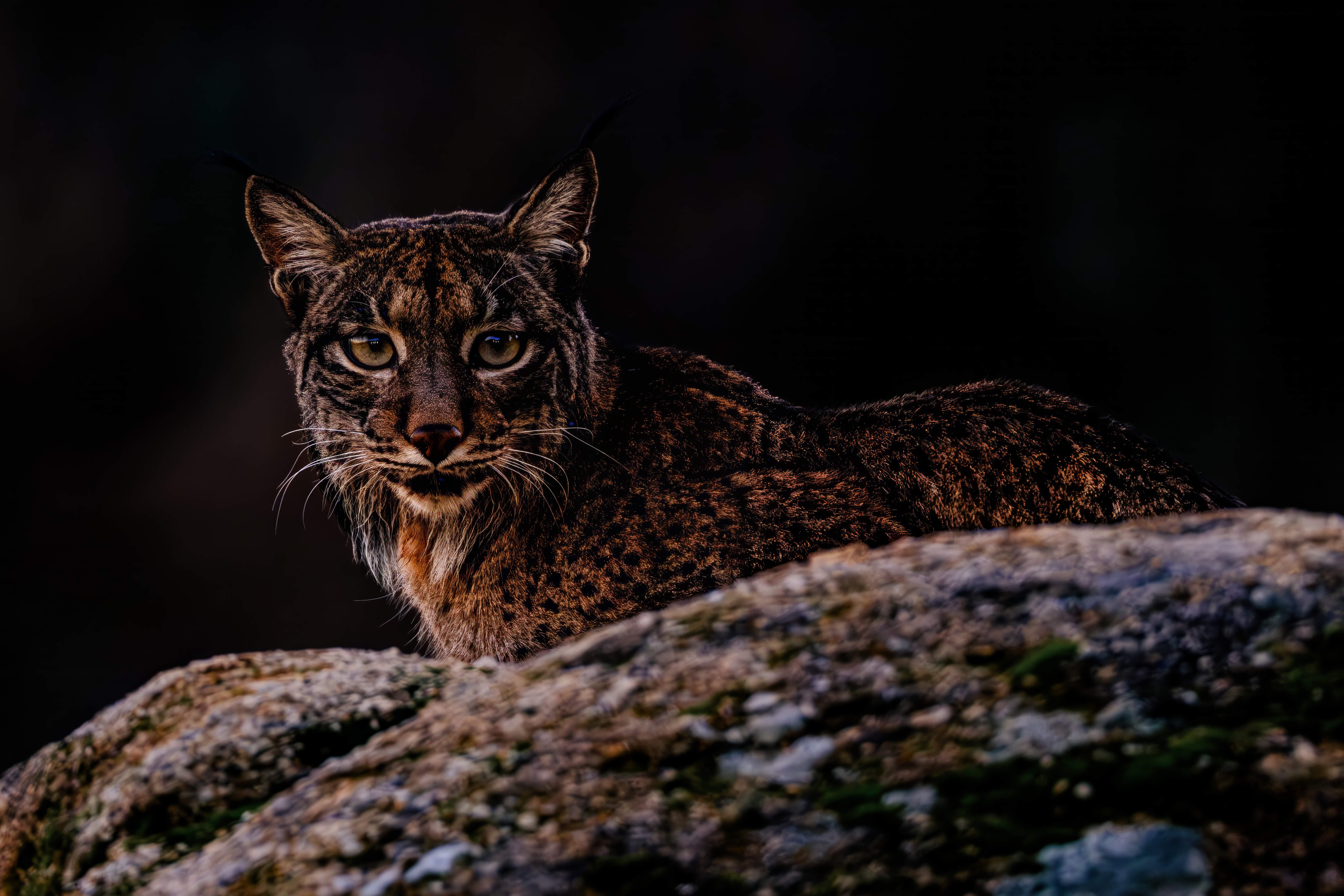 Iberian lynx resting on a rock at dusk