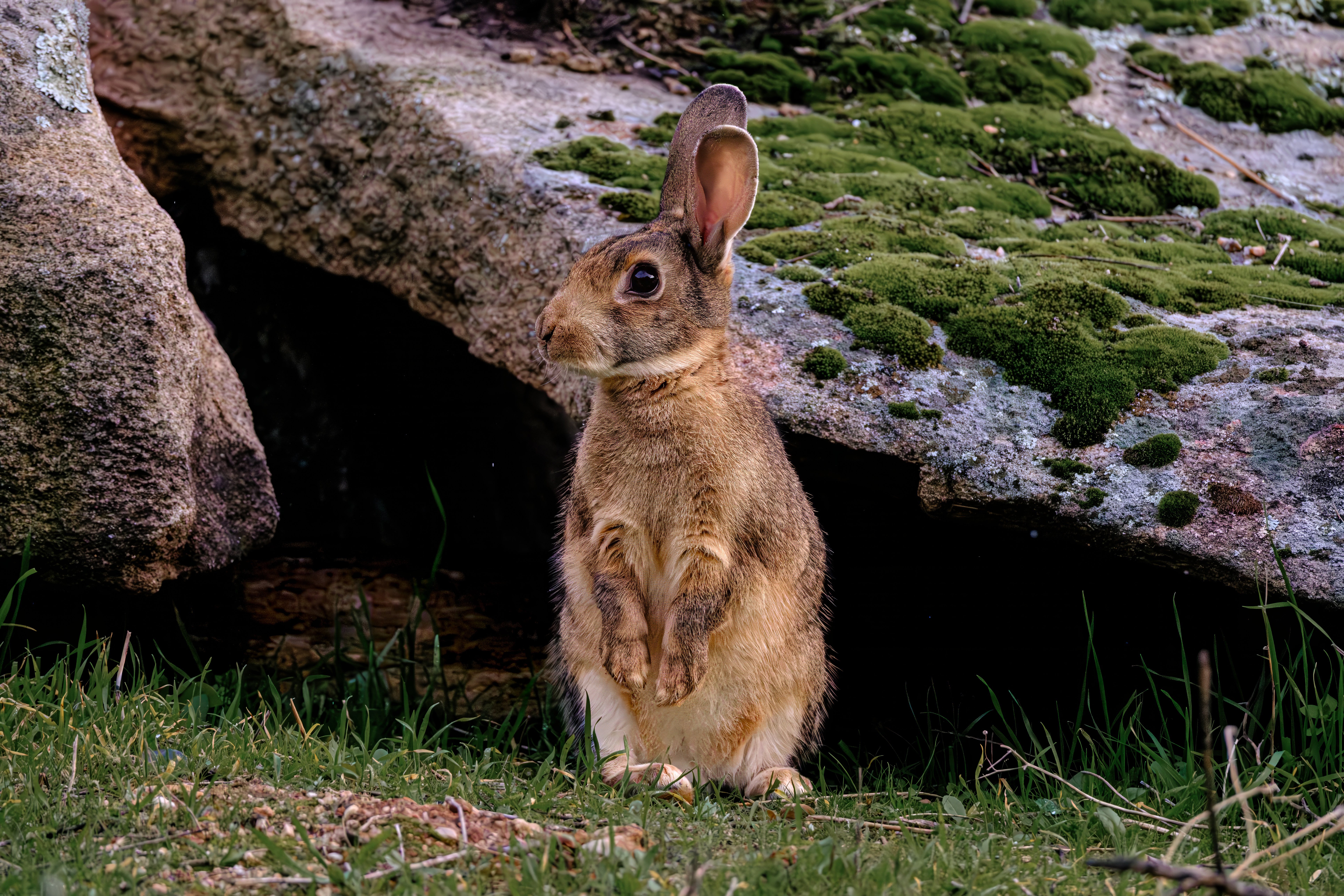 European rabbit standing alert
