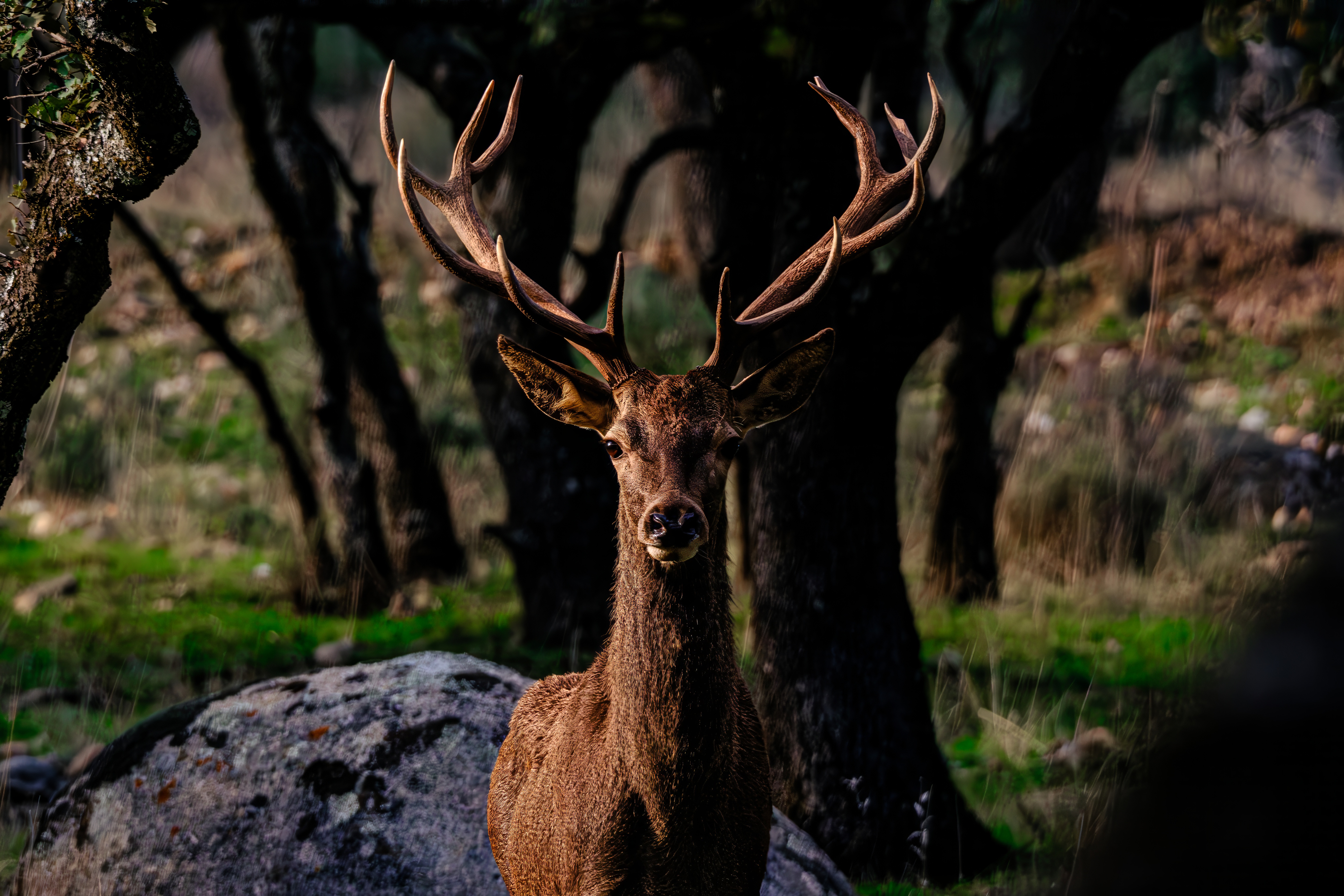 Red deer stag in Mediterranean oak forest