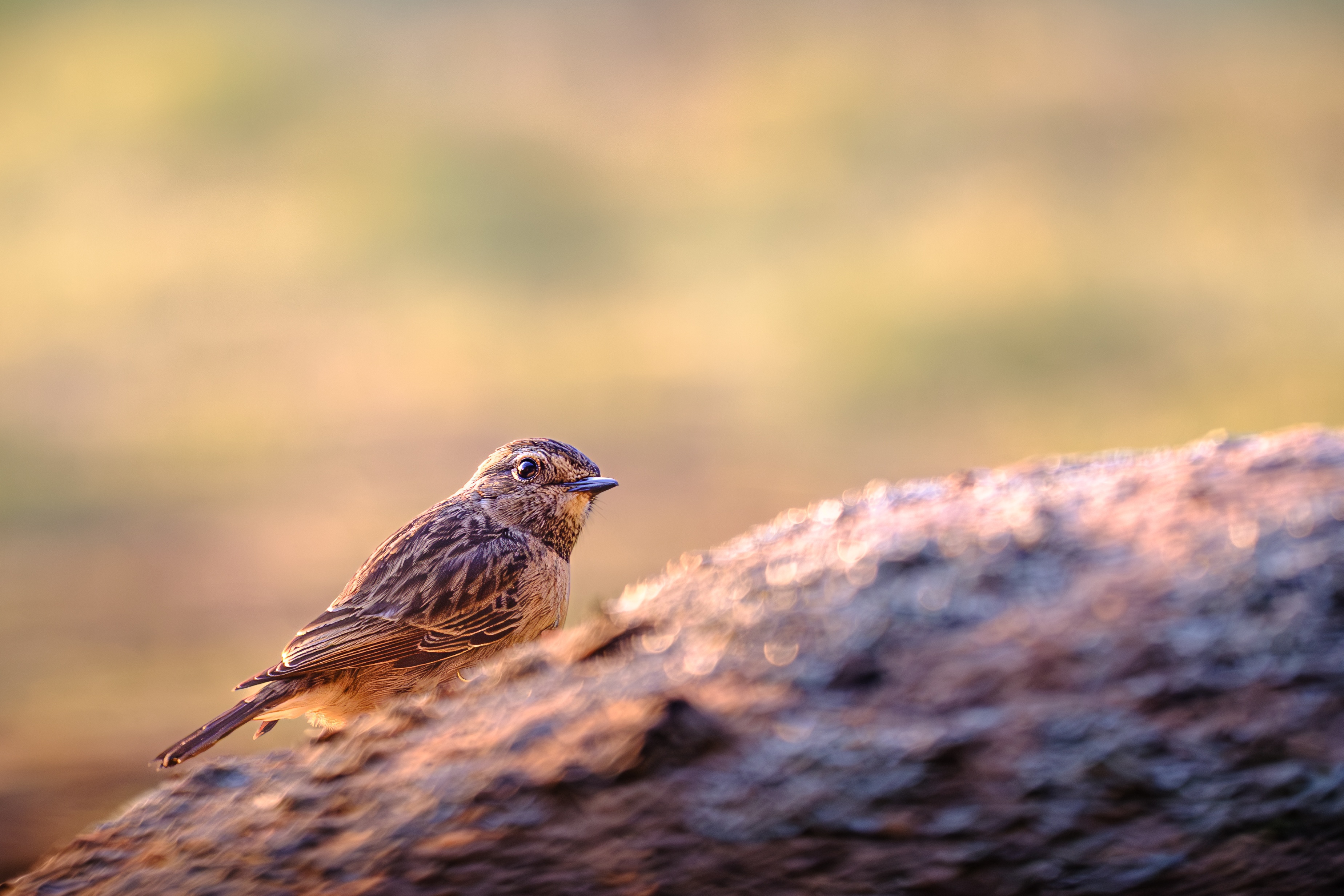 Small bird perched on a rock at dusk