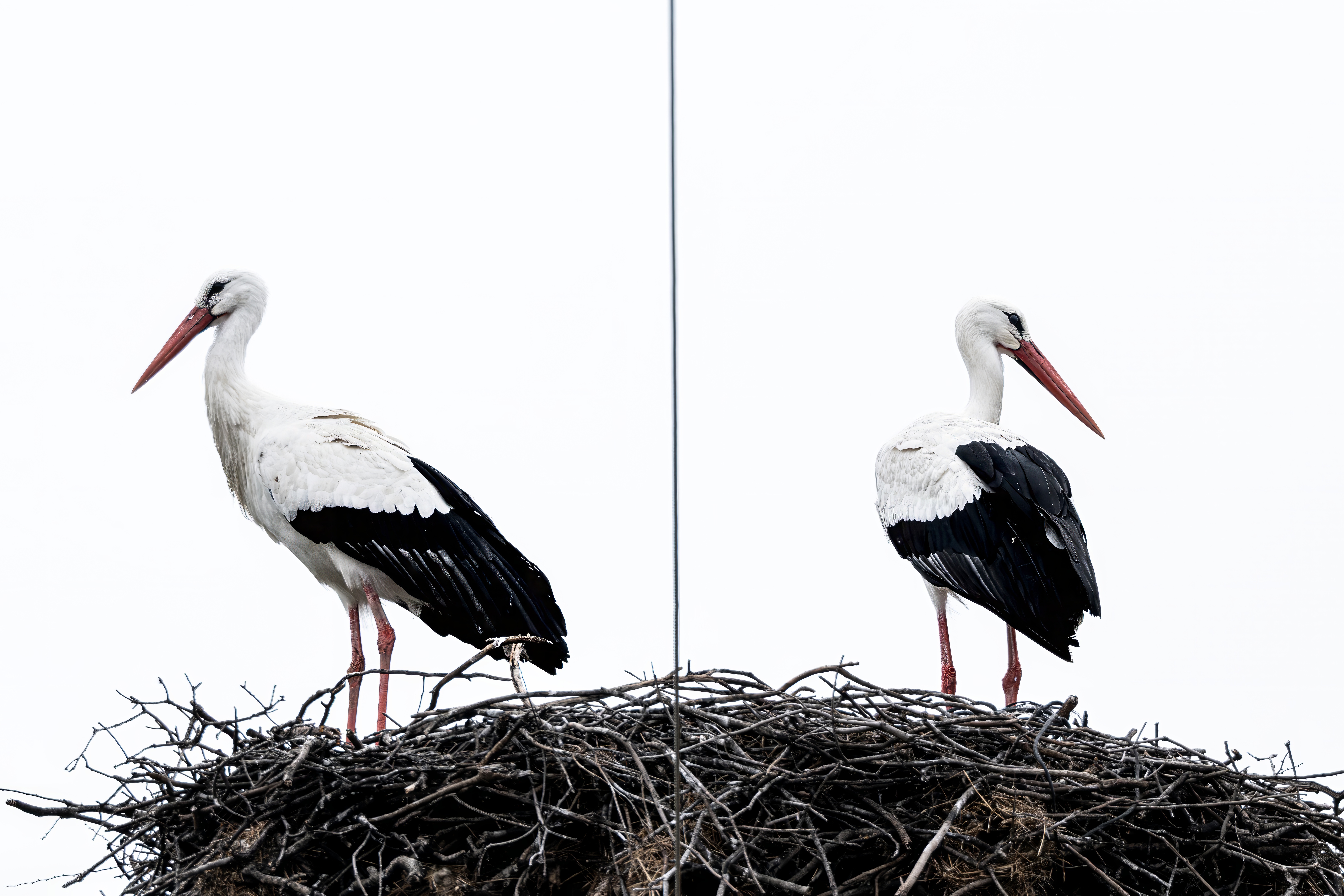 Pair of white storks on a nest